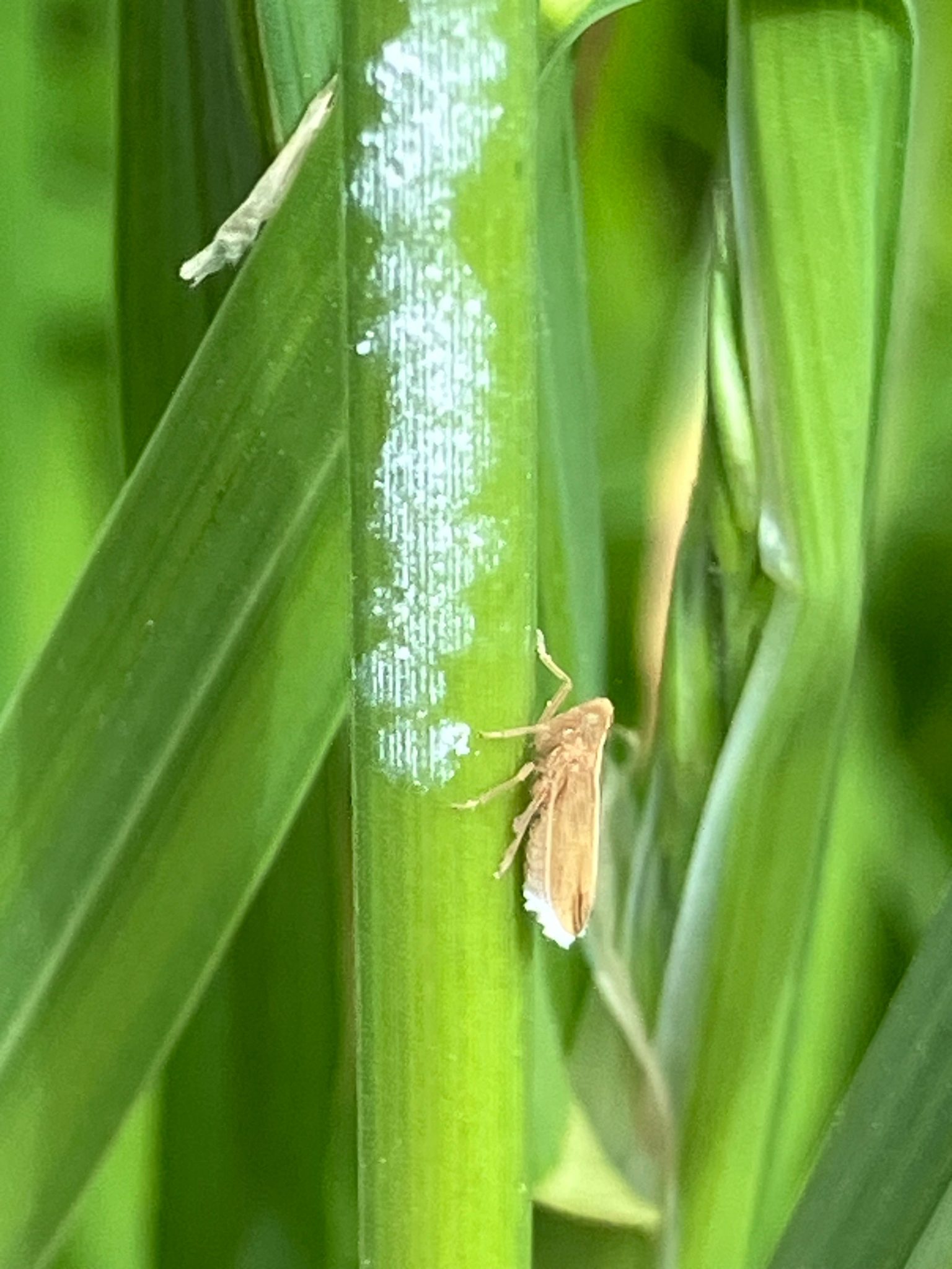 Stenocranus