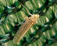 Stenocranus