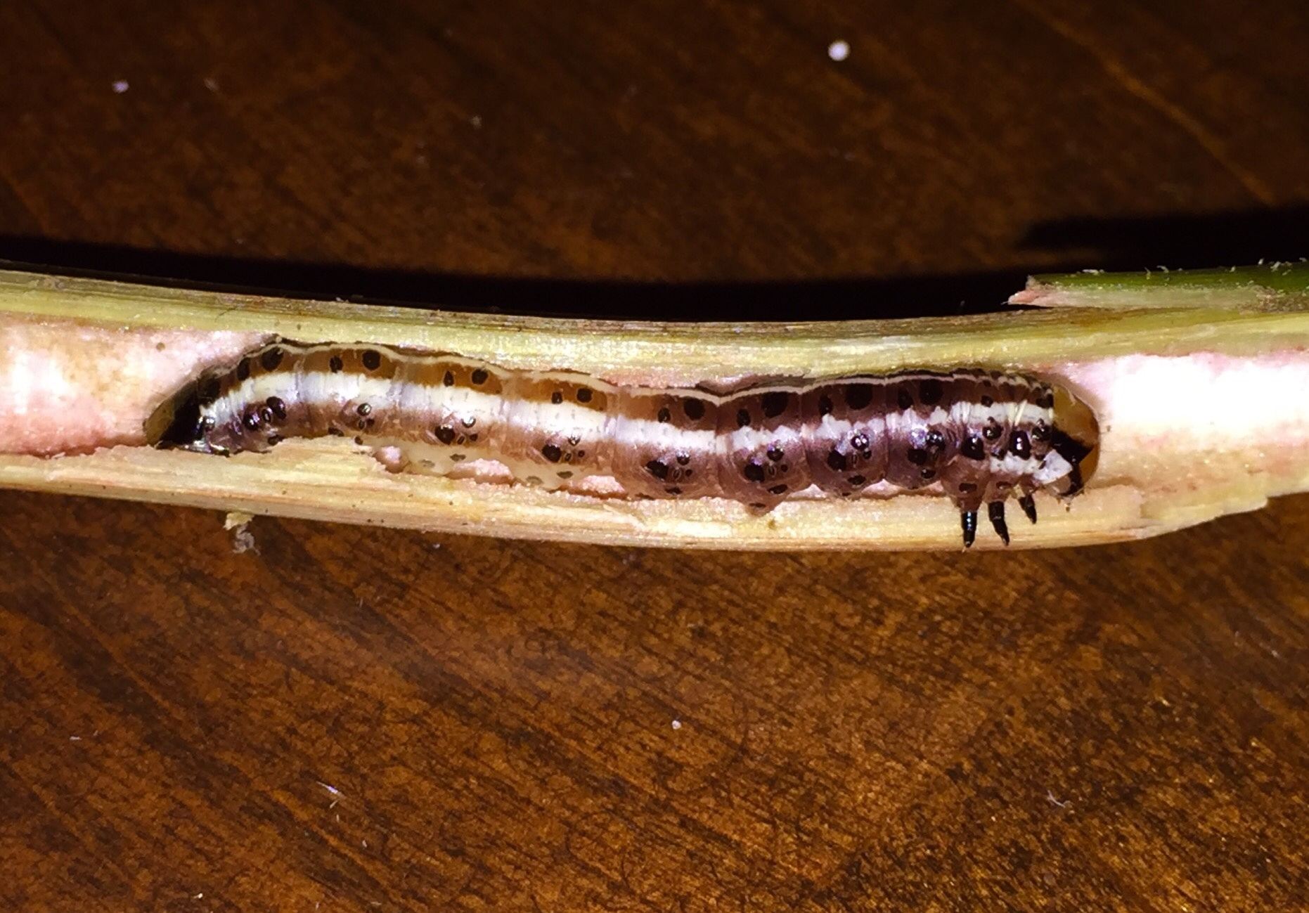 Papaipema cataphracta