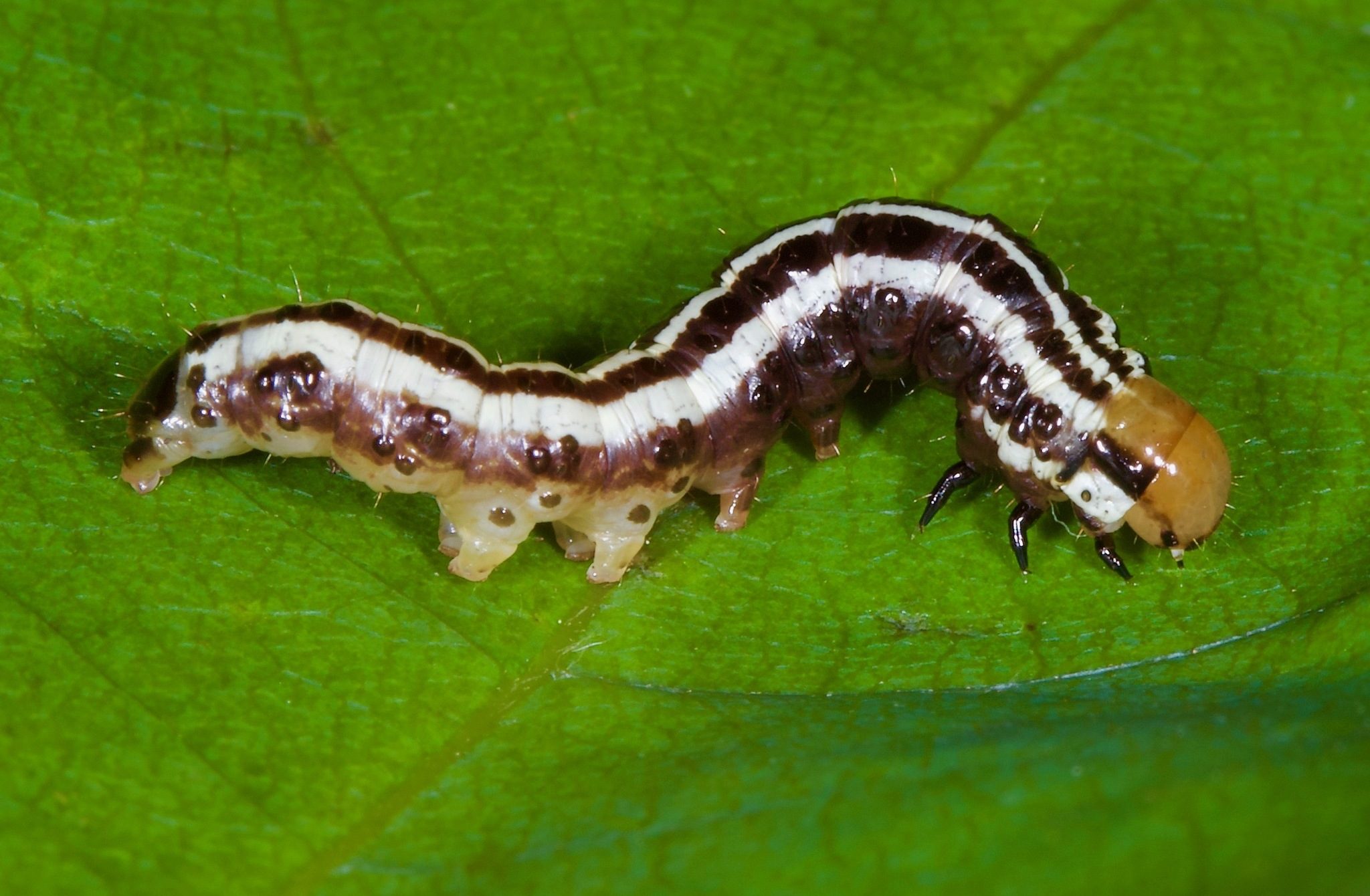Papaipema cataphracta