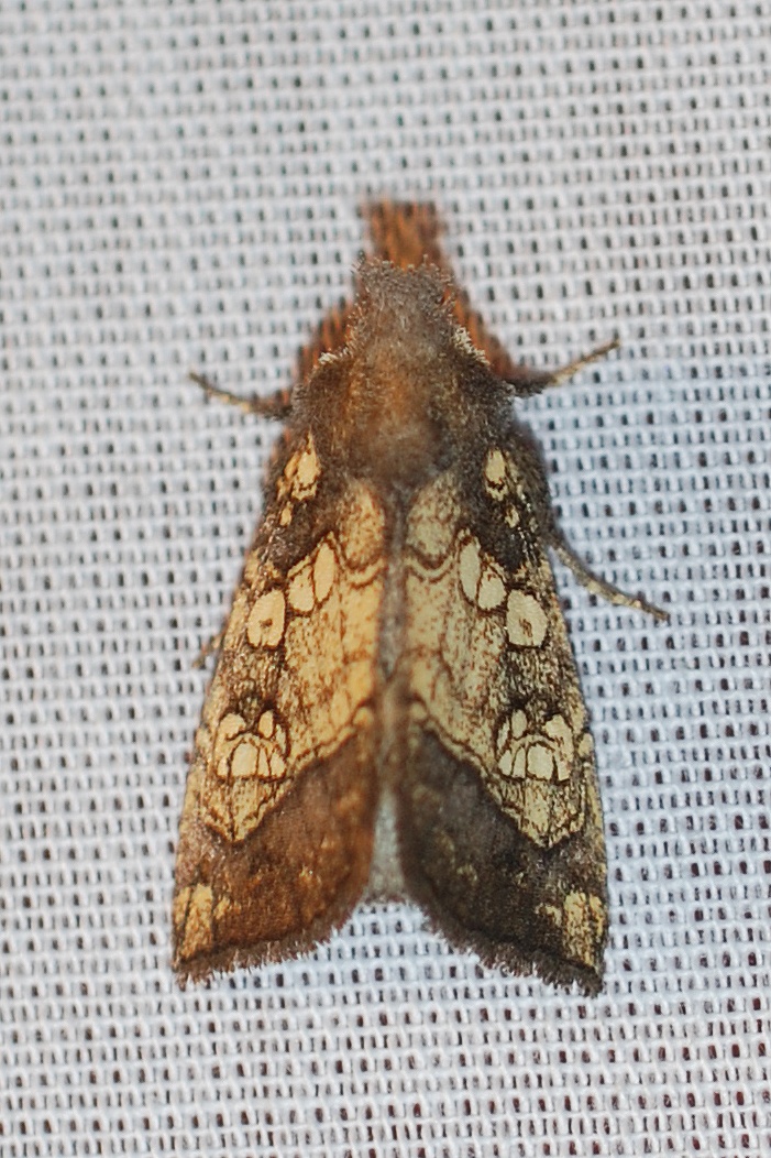 Papaipema cataphracta