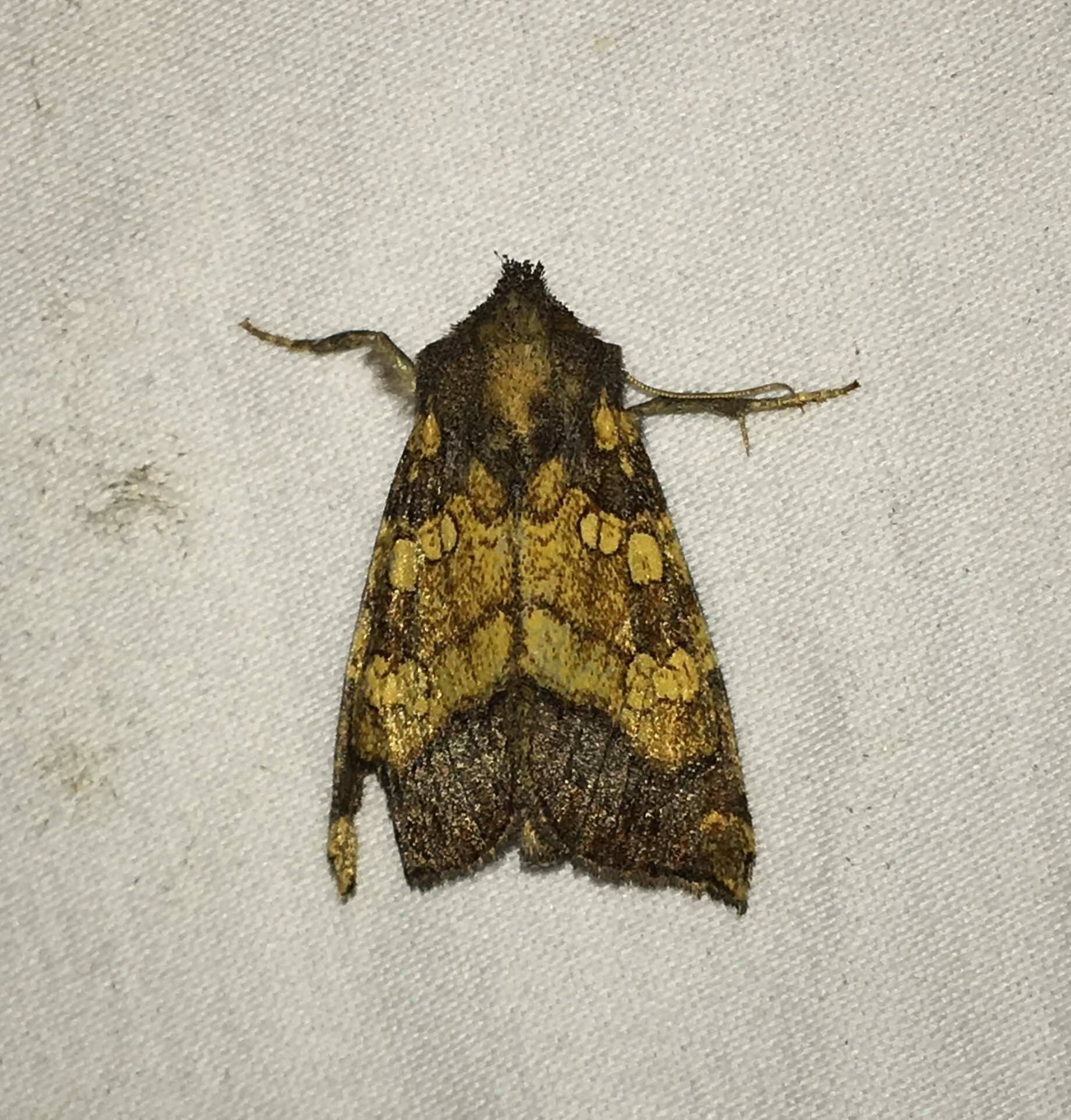 Papaipema cataphracta