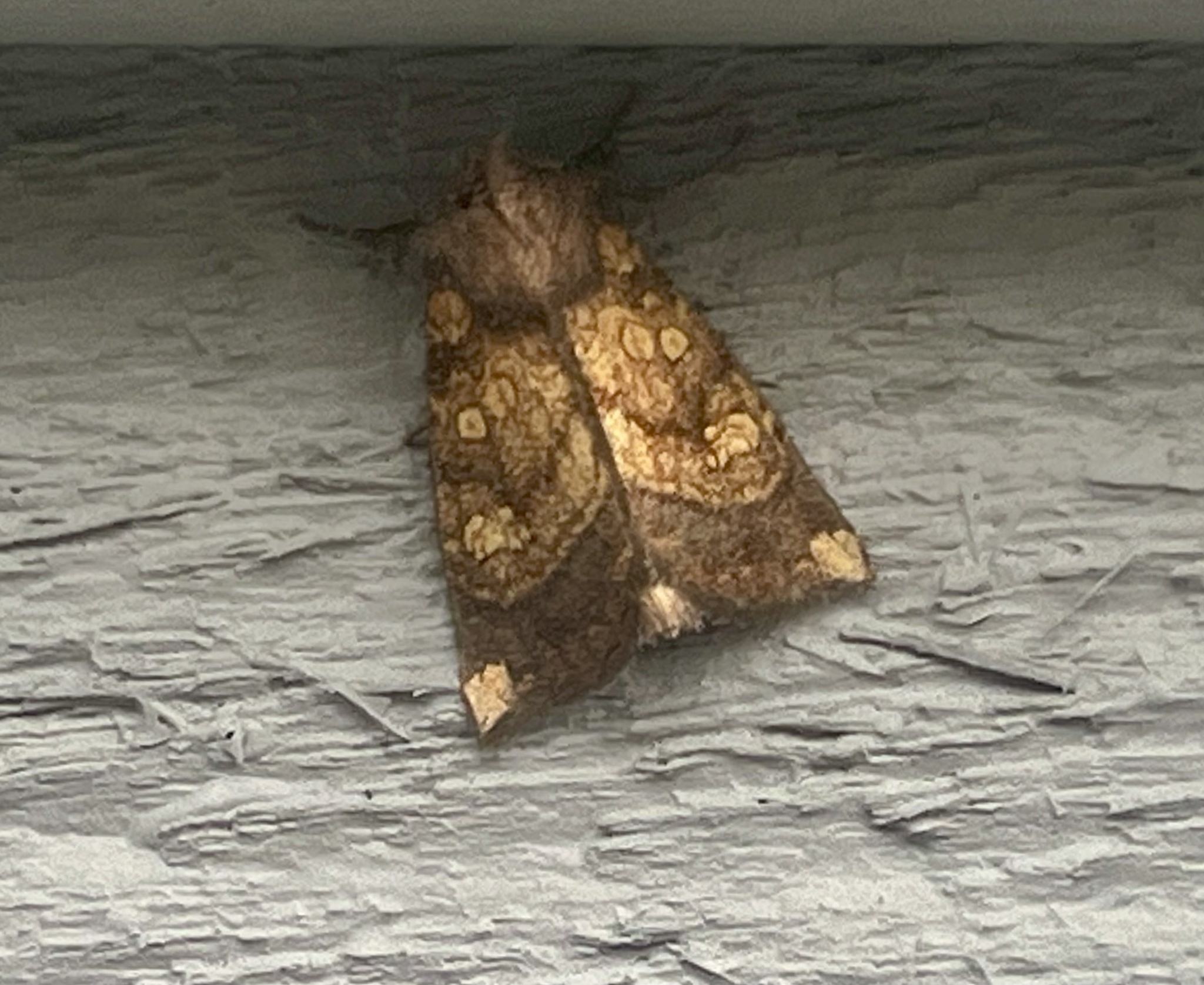 Papaipema cataphracta