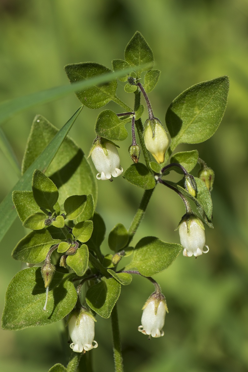 Salpichroa origanifolia