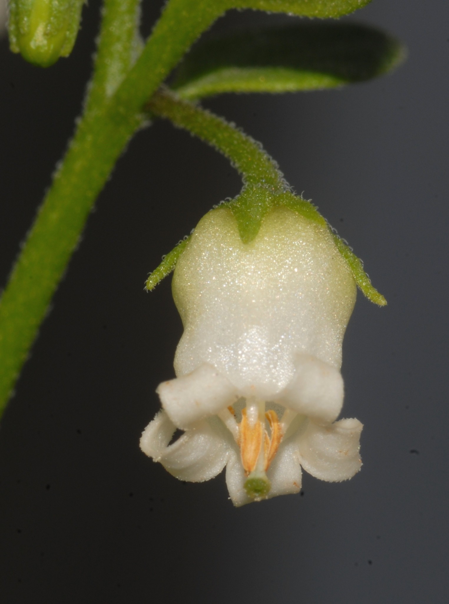Salpichroa origanifolia