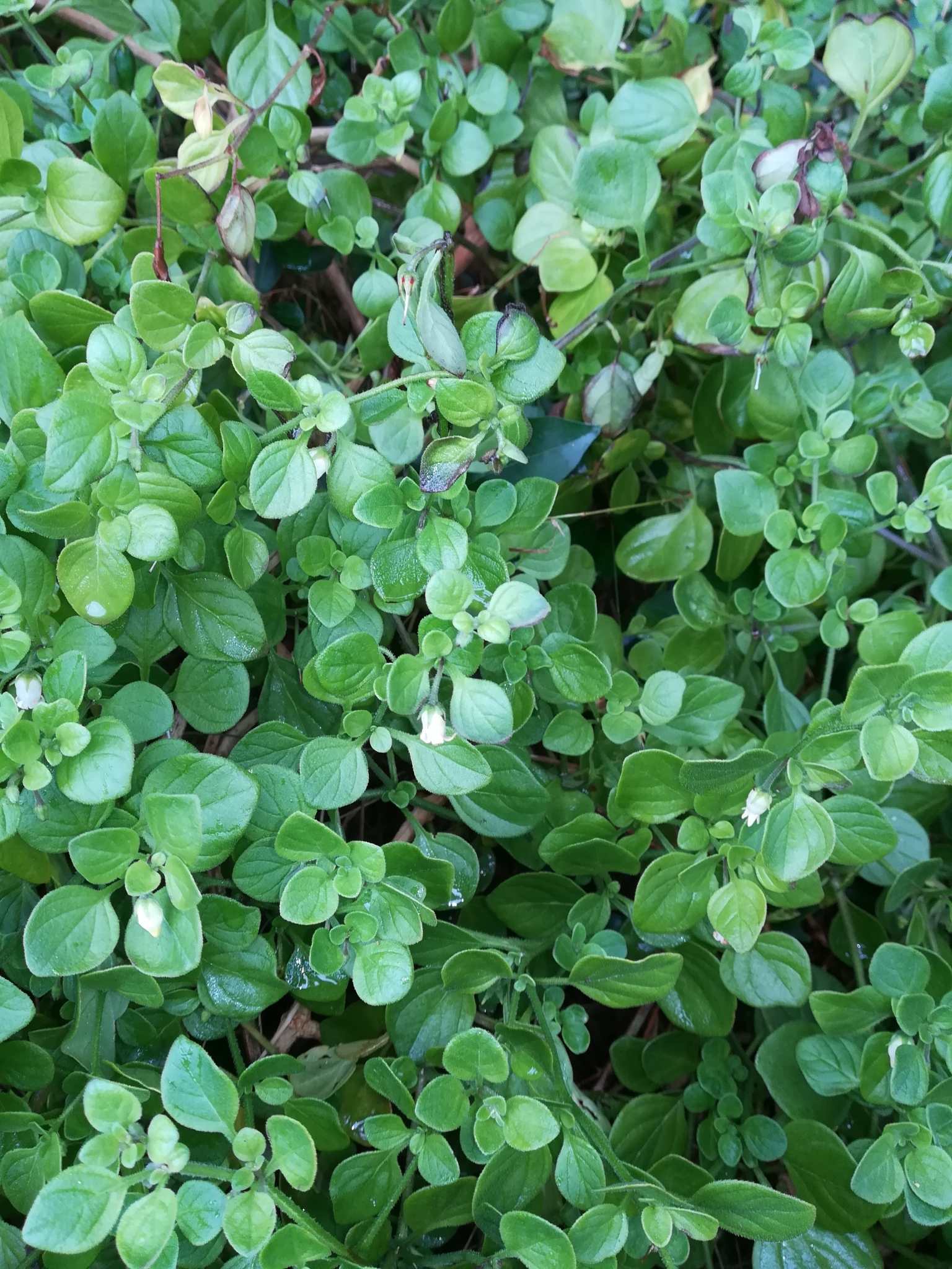 Salpichroa origanifolia