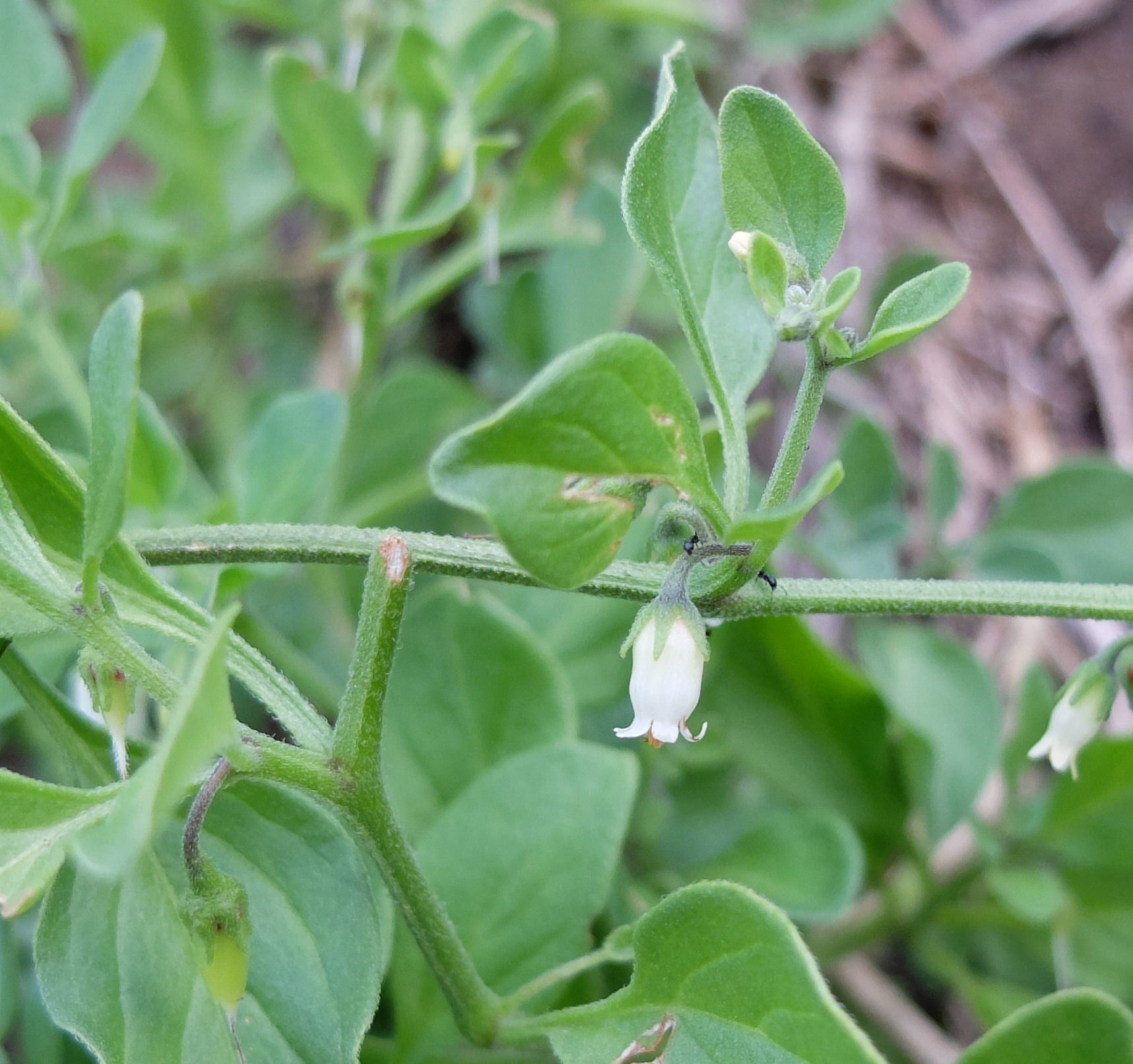 Salpichroa origanifolia