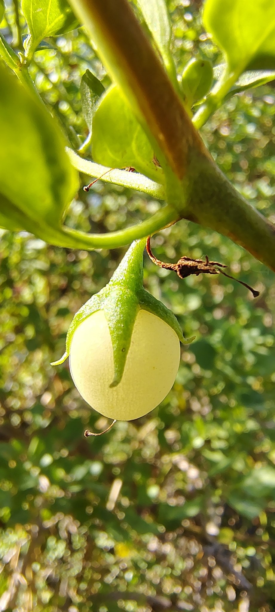 Salpichroa origanifolia