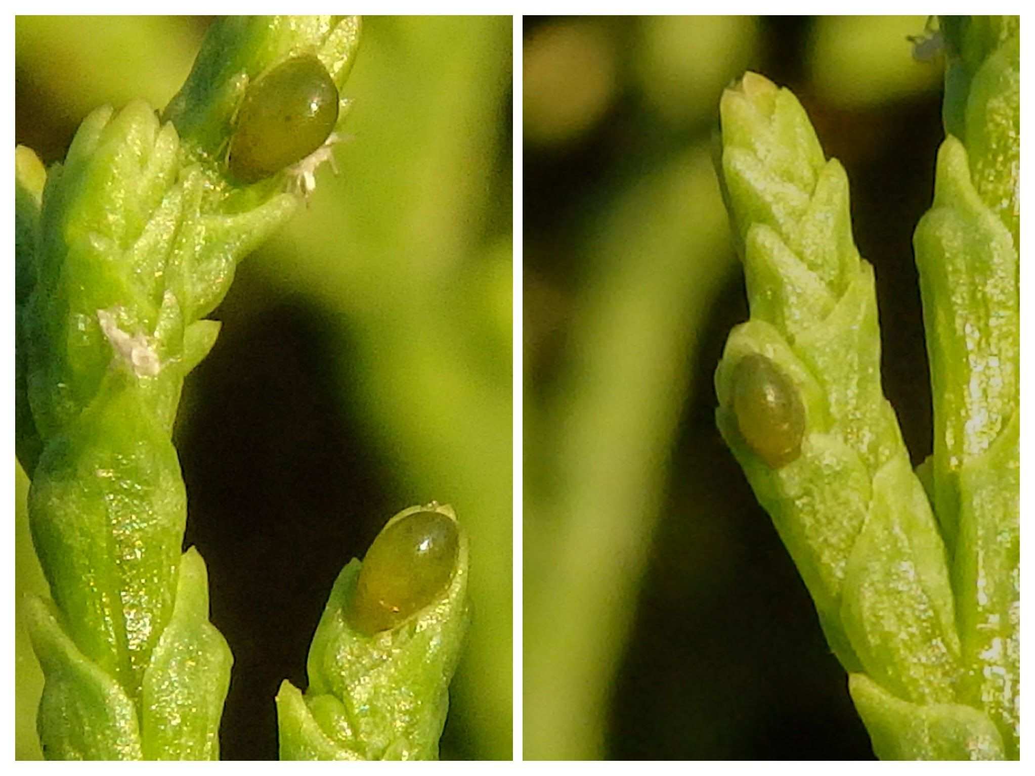 Siphonatrophia cupressi