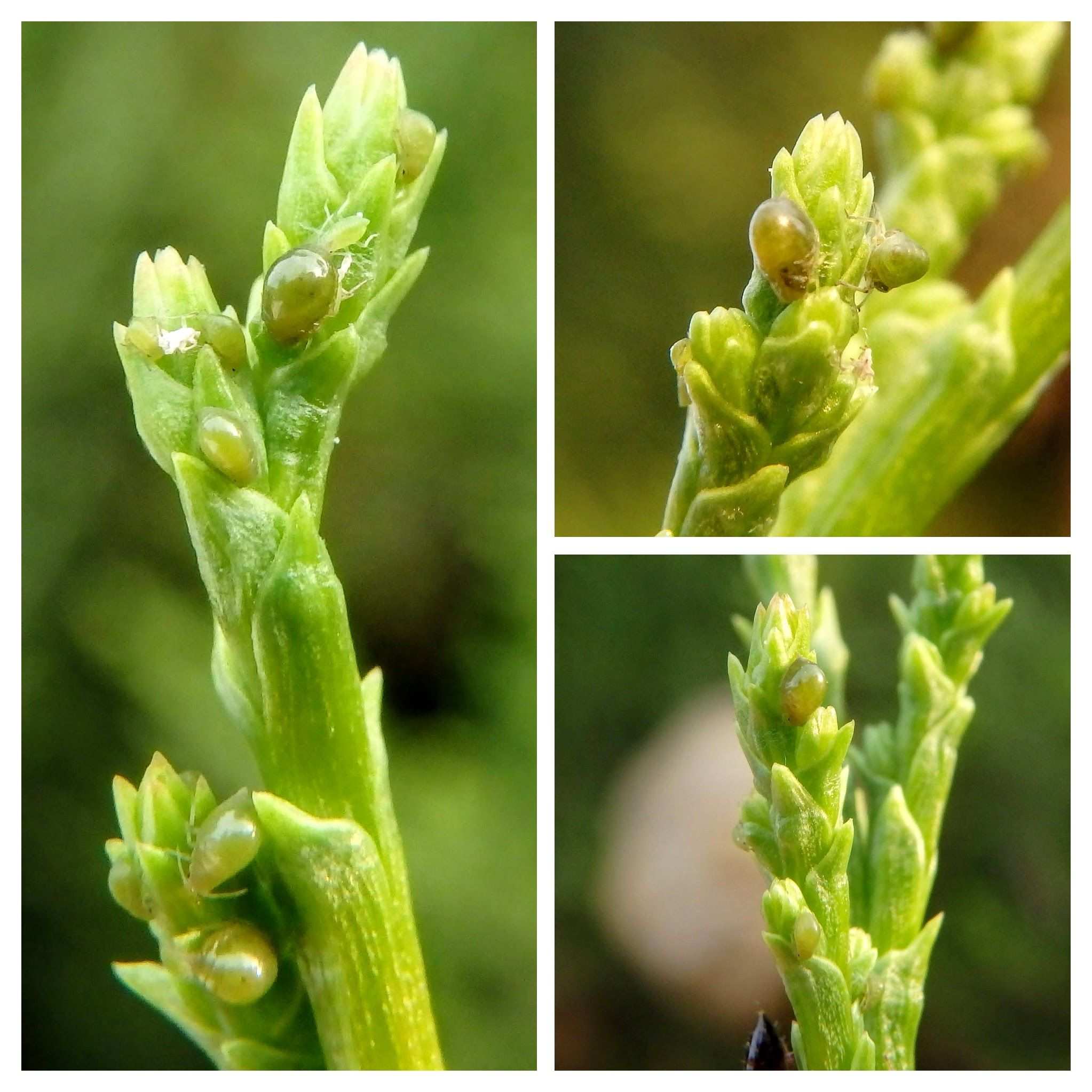 Siphonatrophia cupressi