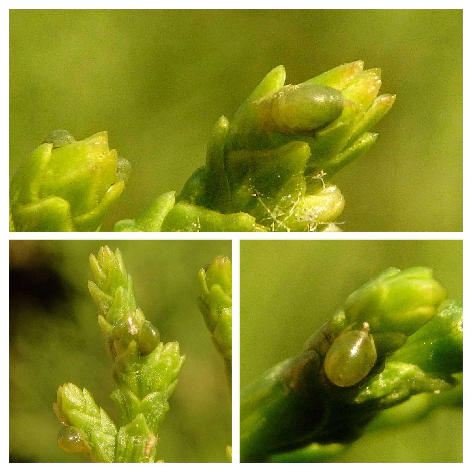 Siphonatrophia cupressi