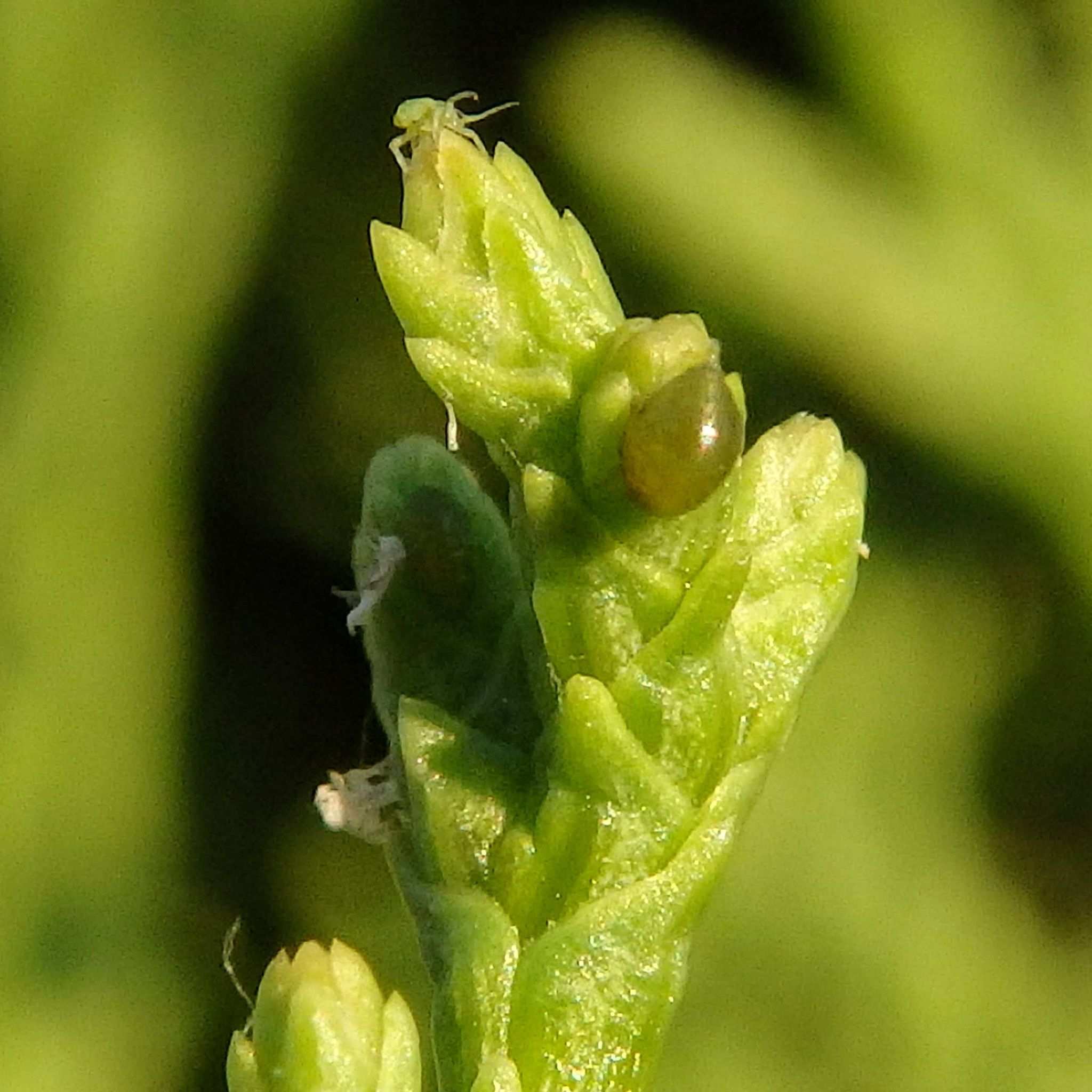 Siphonatrophia cupressi