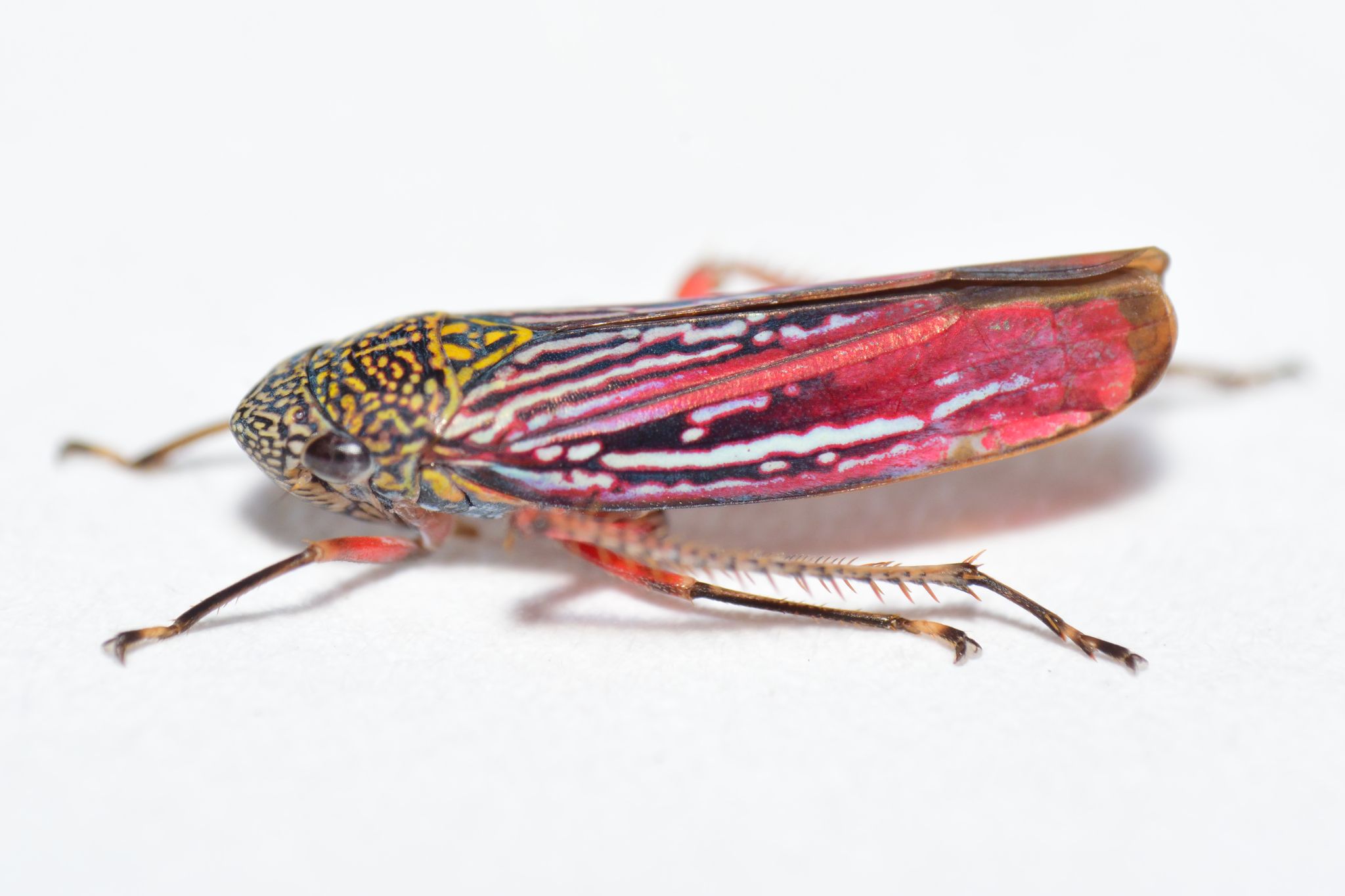 Graphocephala punctulata