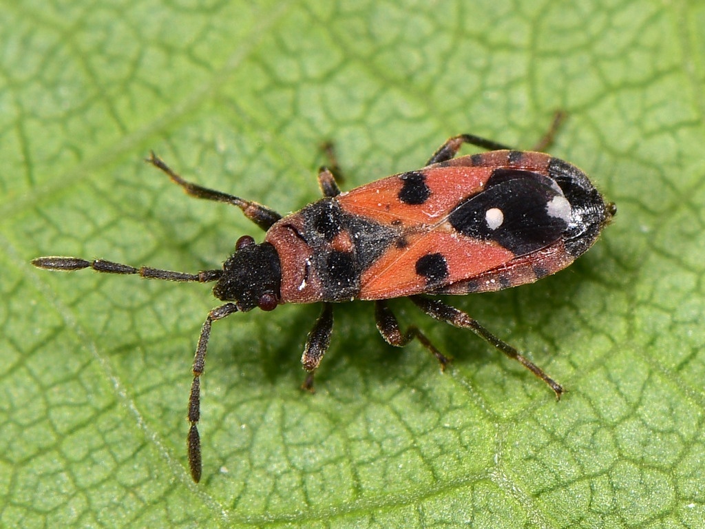 Horvathiolus superbus