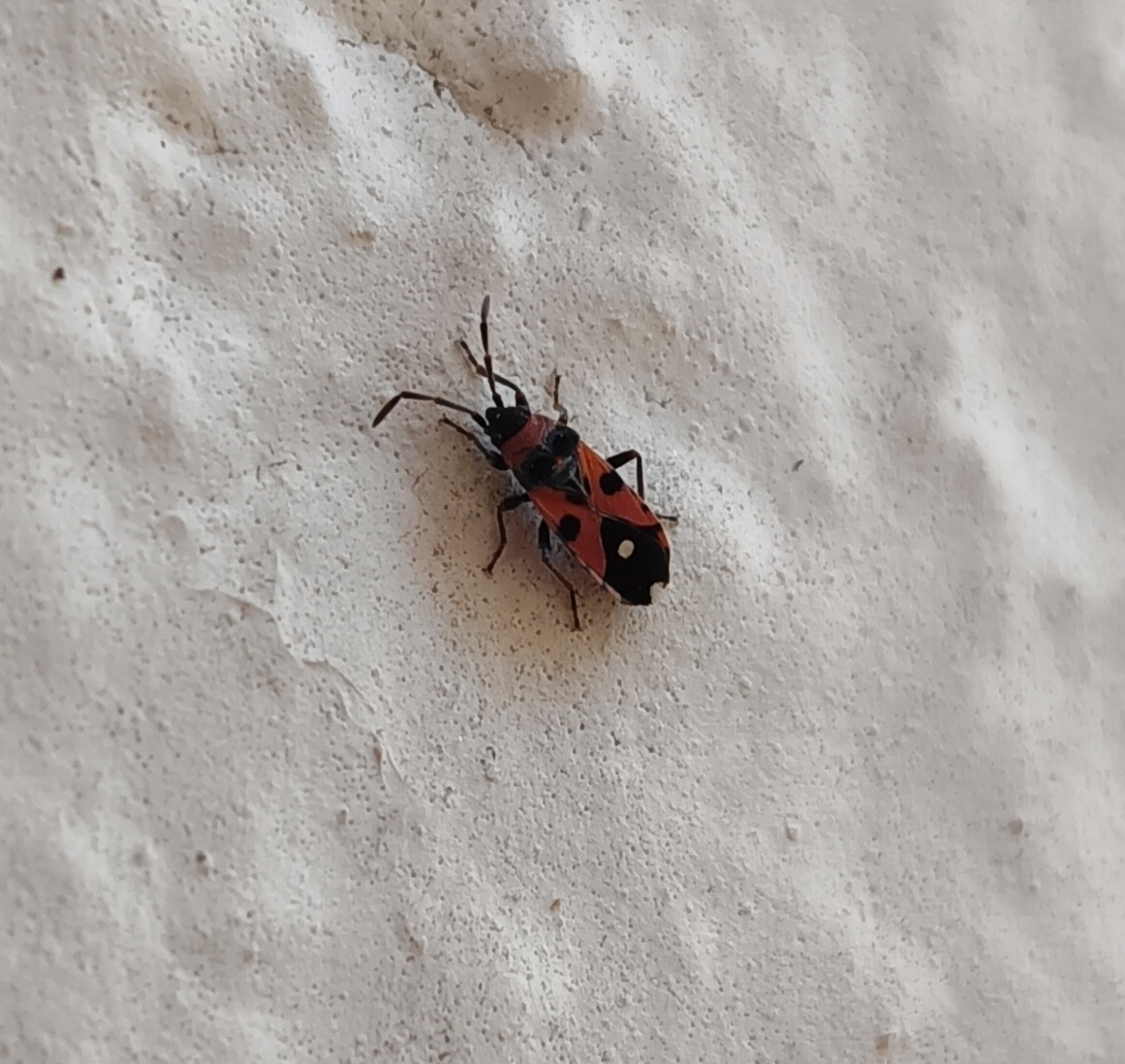 Horvathiolus superbus