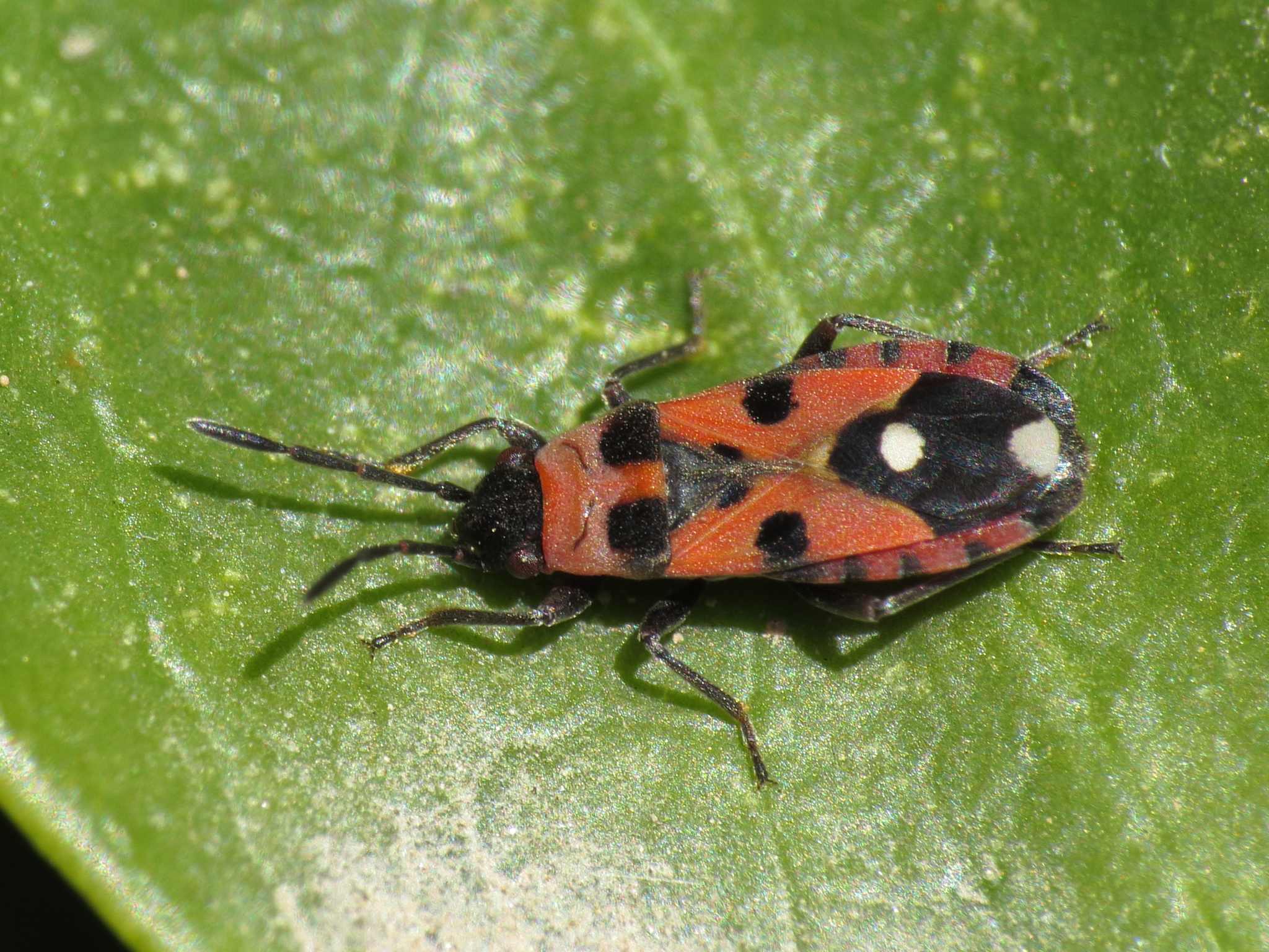 Horvathiolus superbus