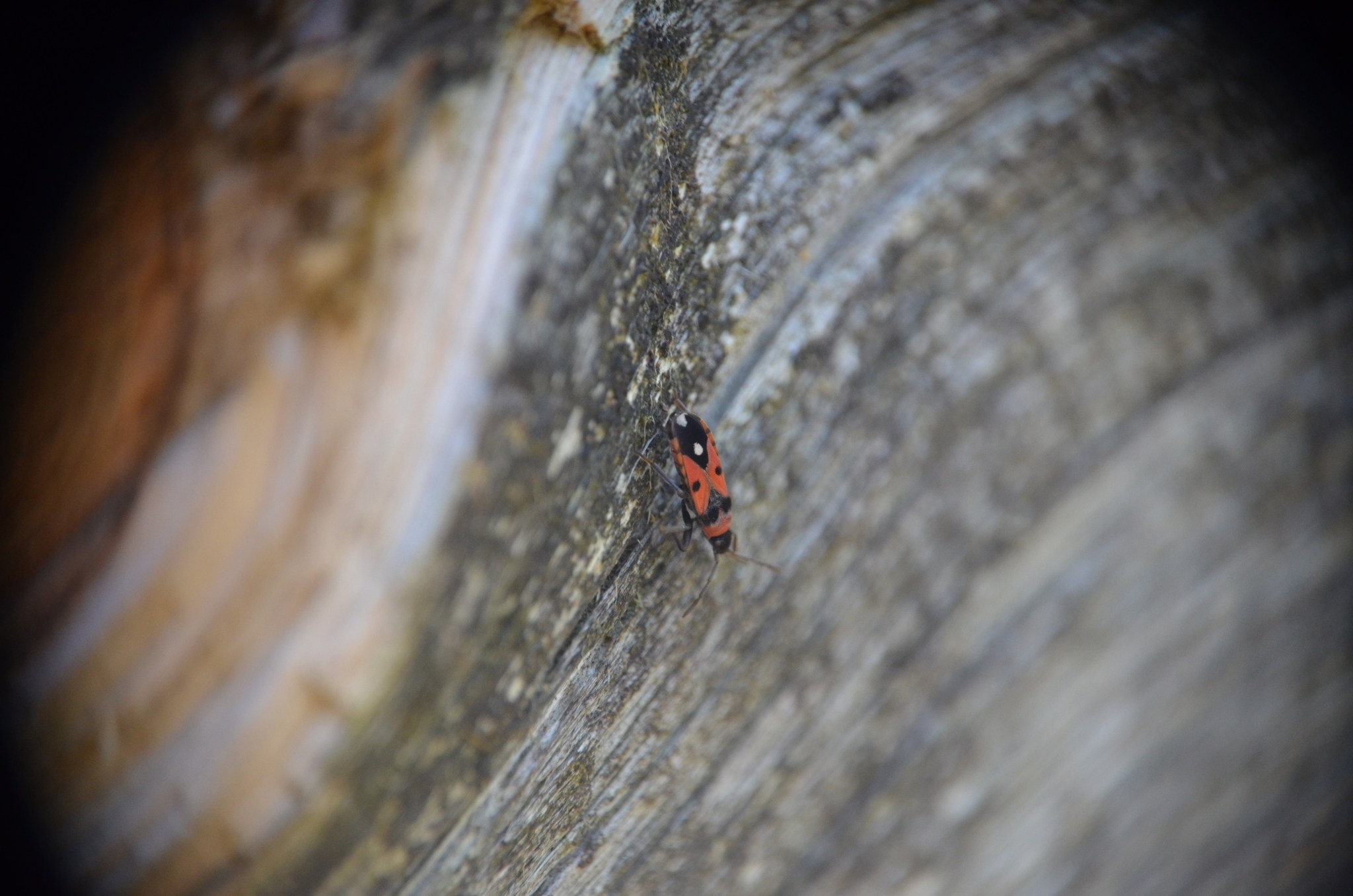 Horvathiolus superbus