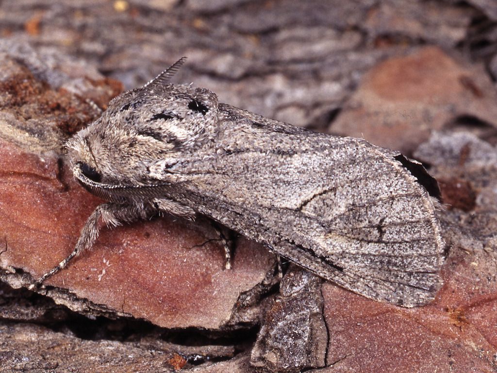 Paropta paradoxa