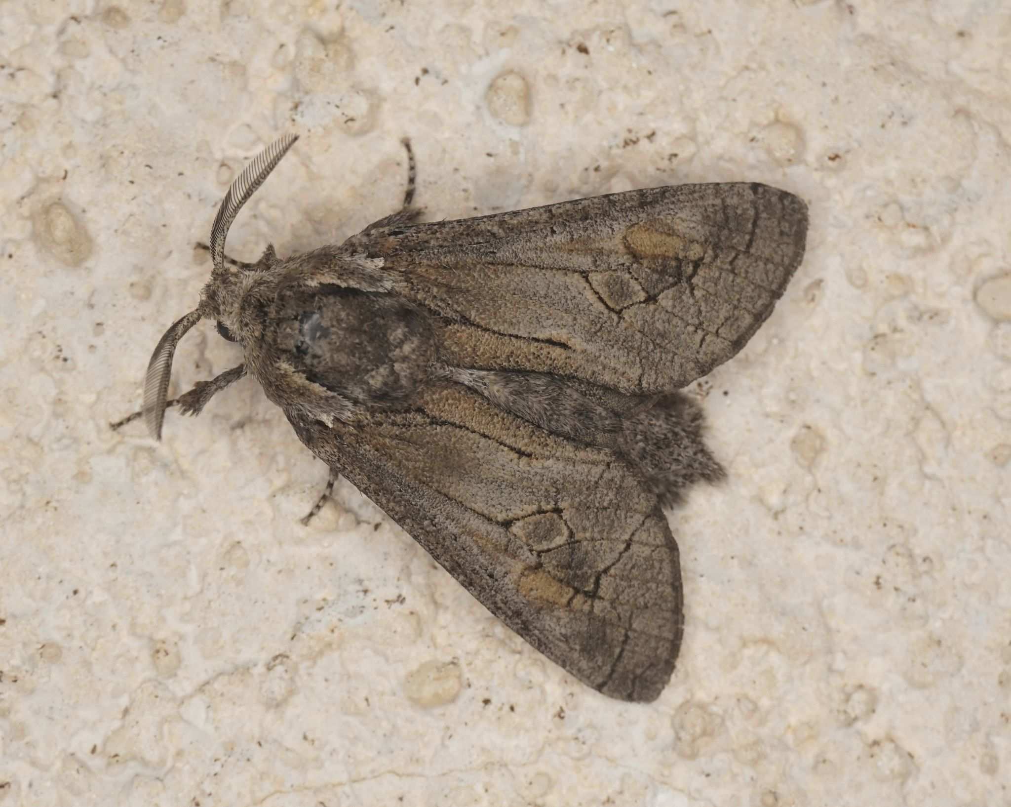 Paropta paradoxa