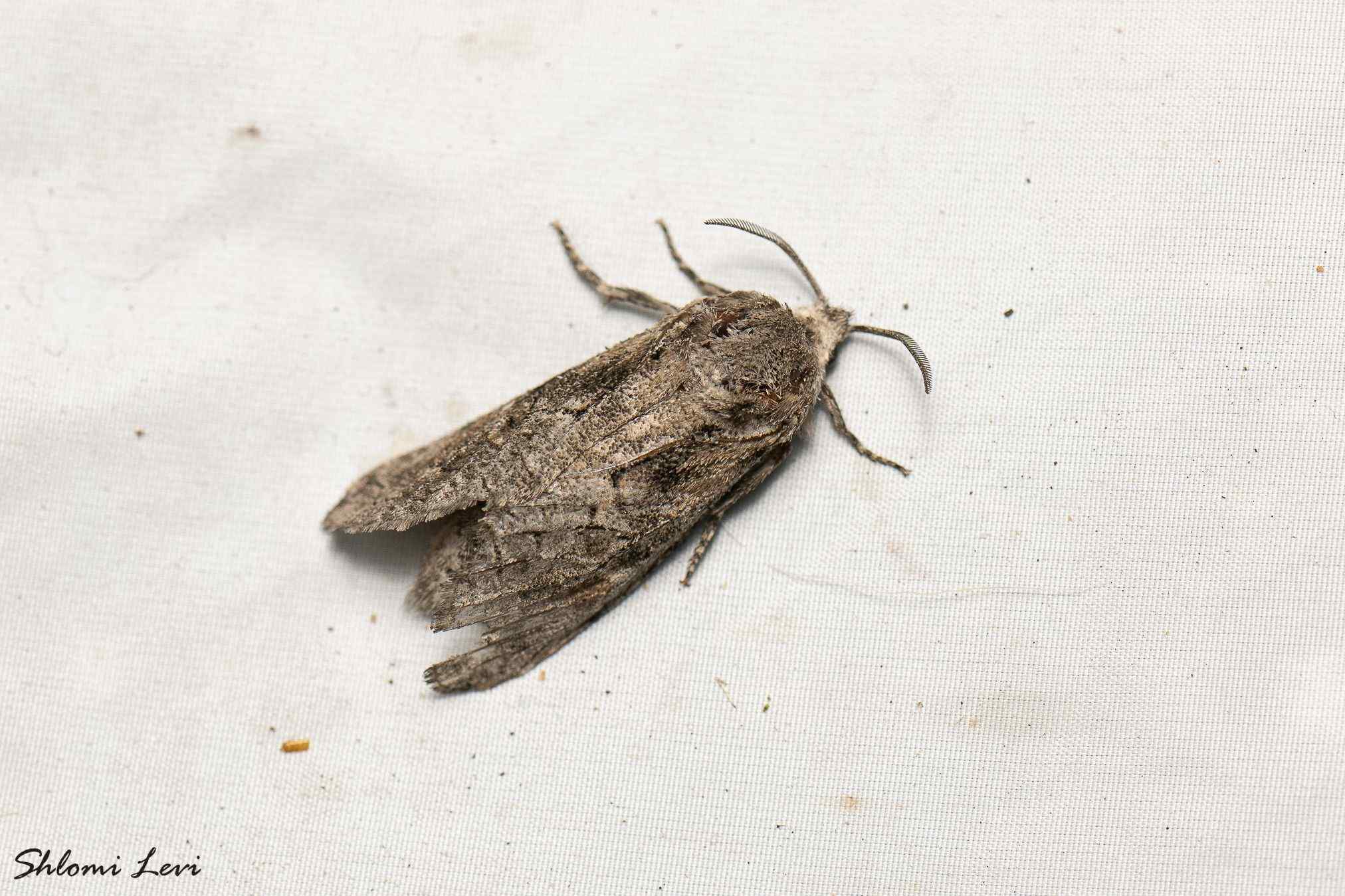 Paropta paradoxa