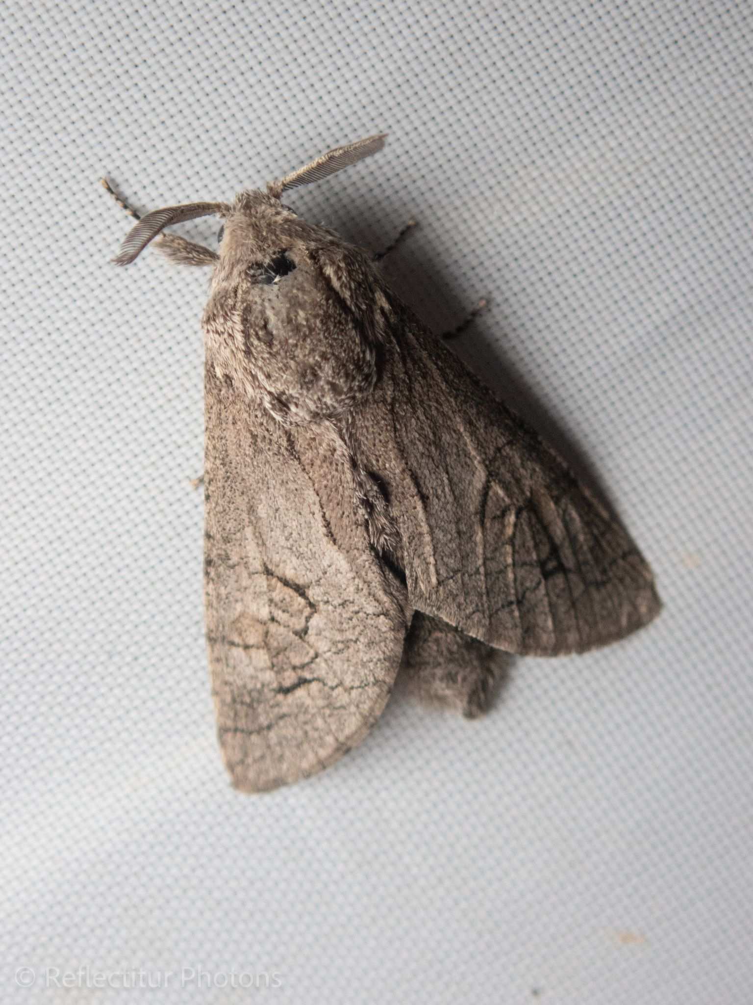 Paropta paradoxa