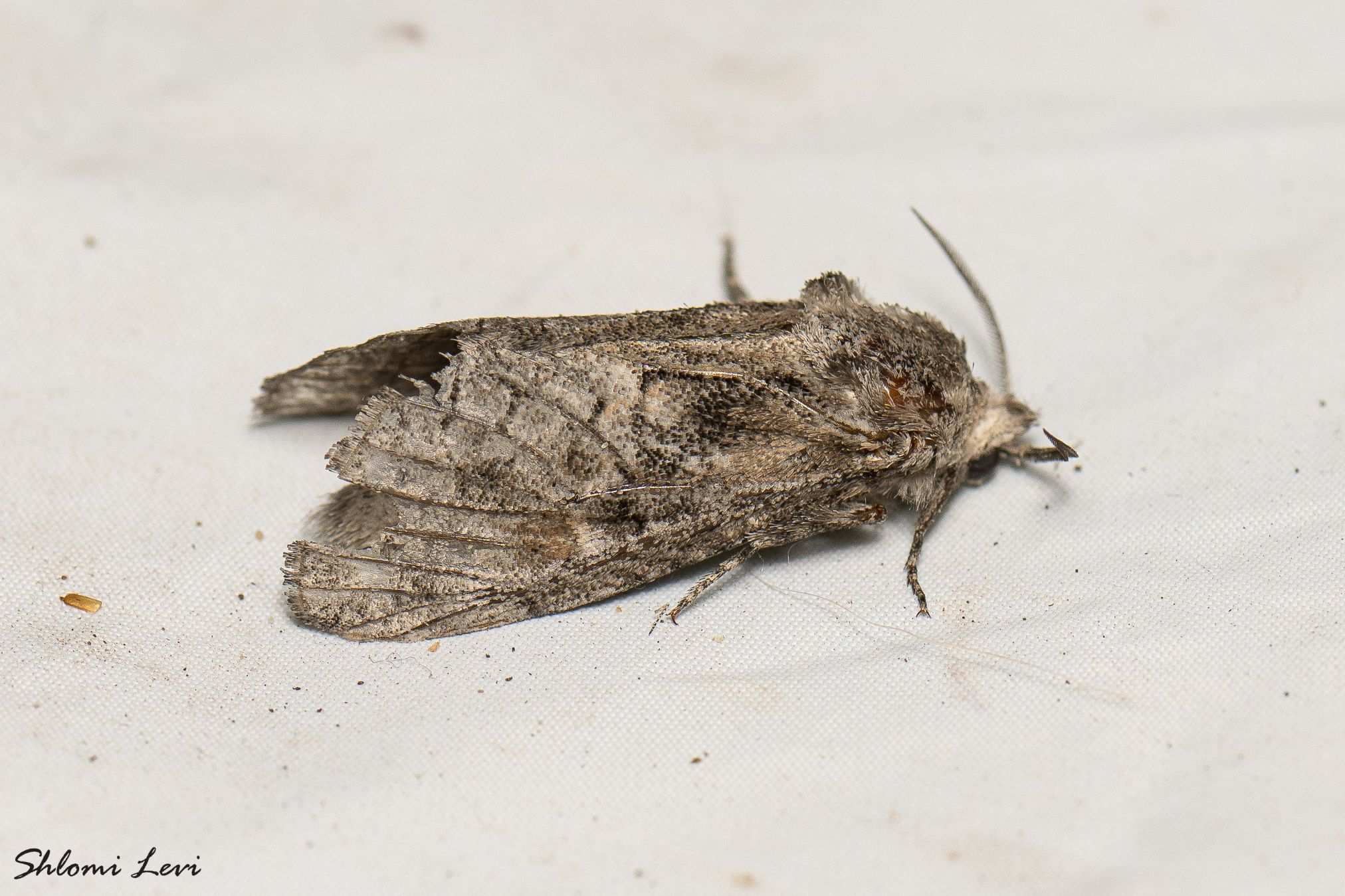 Paropta paradoxa