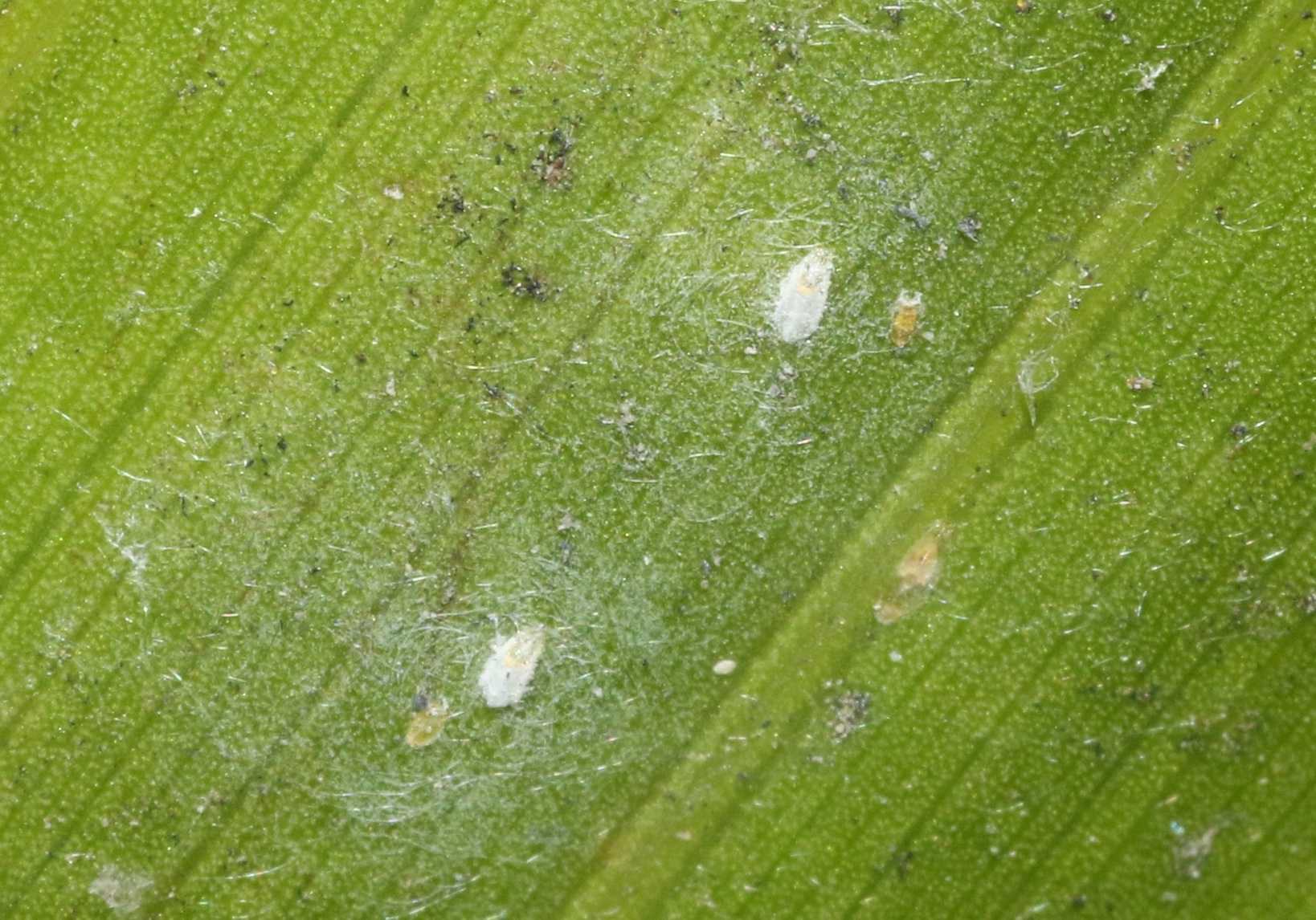 Pinnaspis strachani