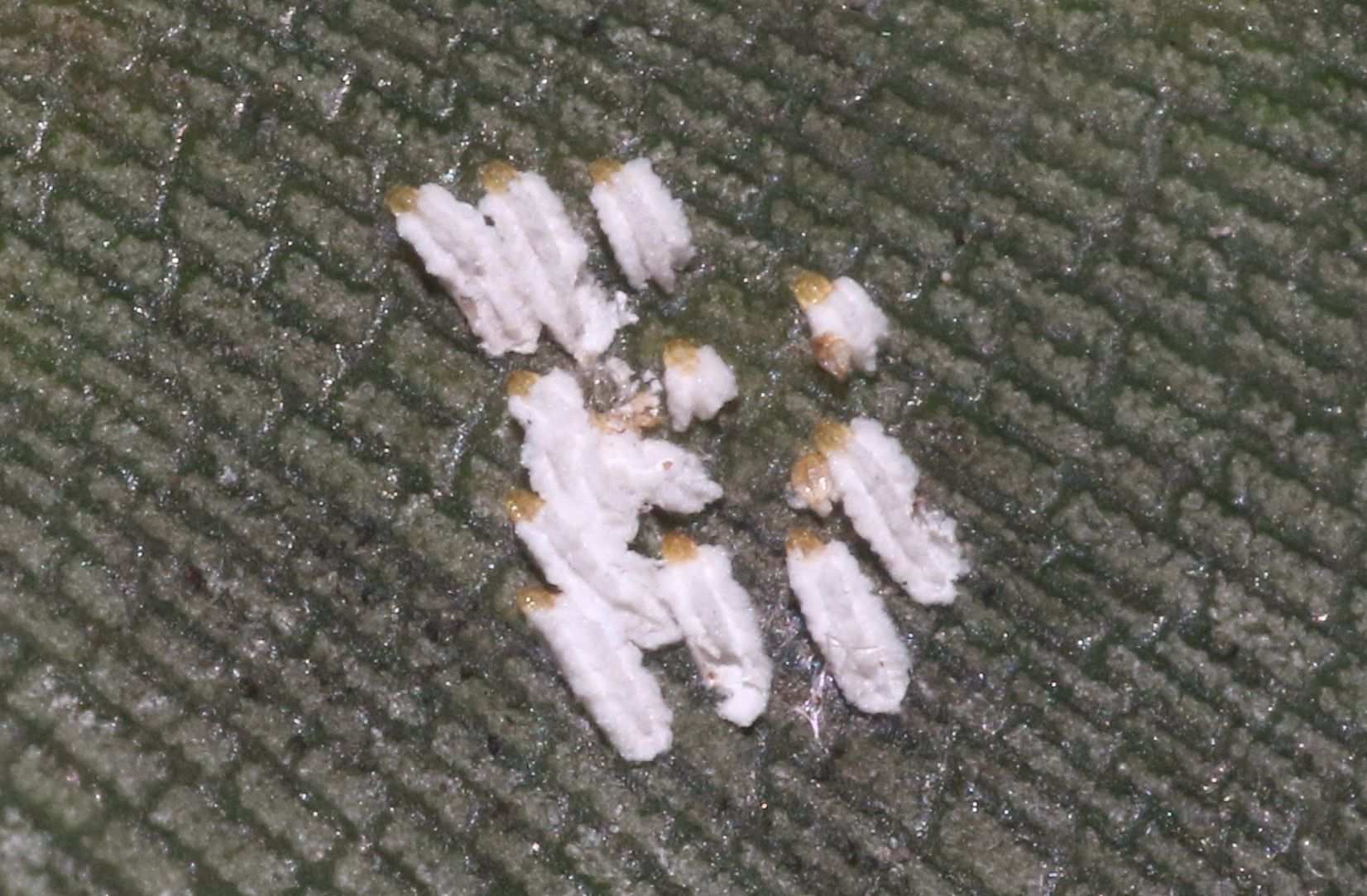 Pinnaspis strachani