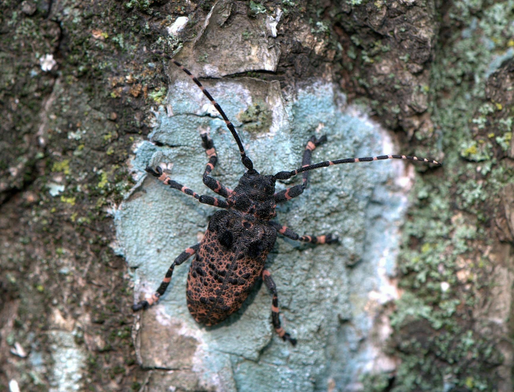 Moechotypa diphysis