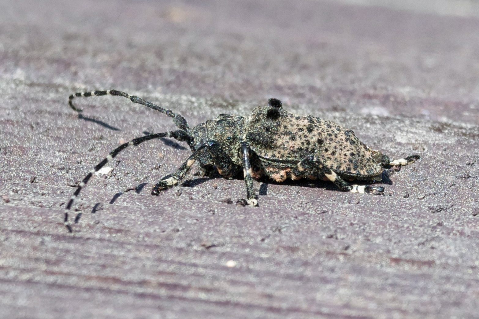 Moechotypa diphysis