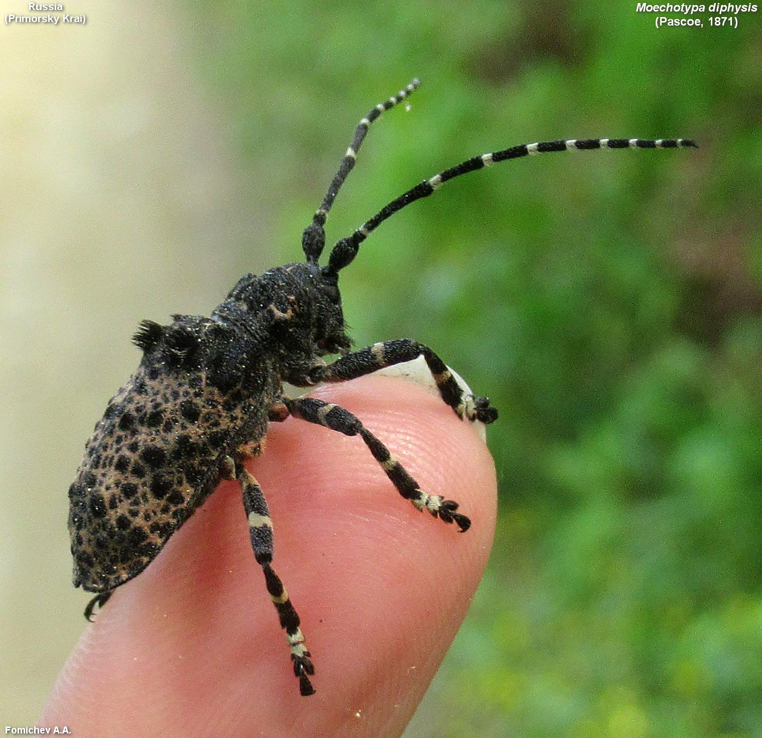Moechotypa diphysis