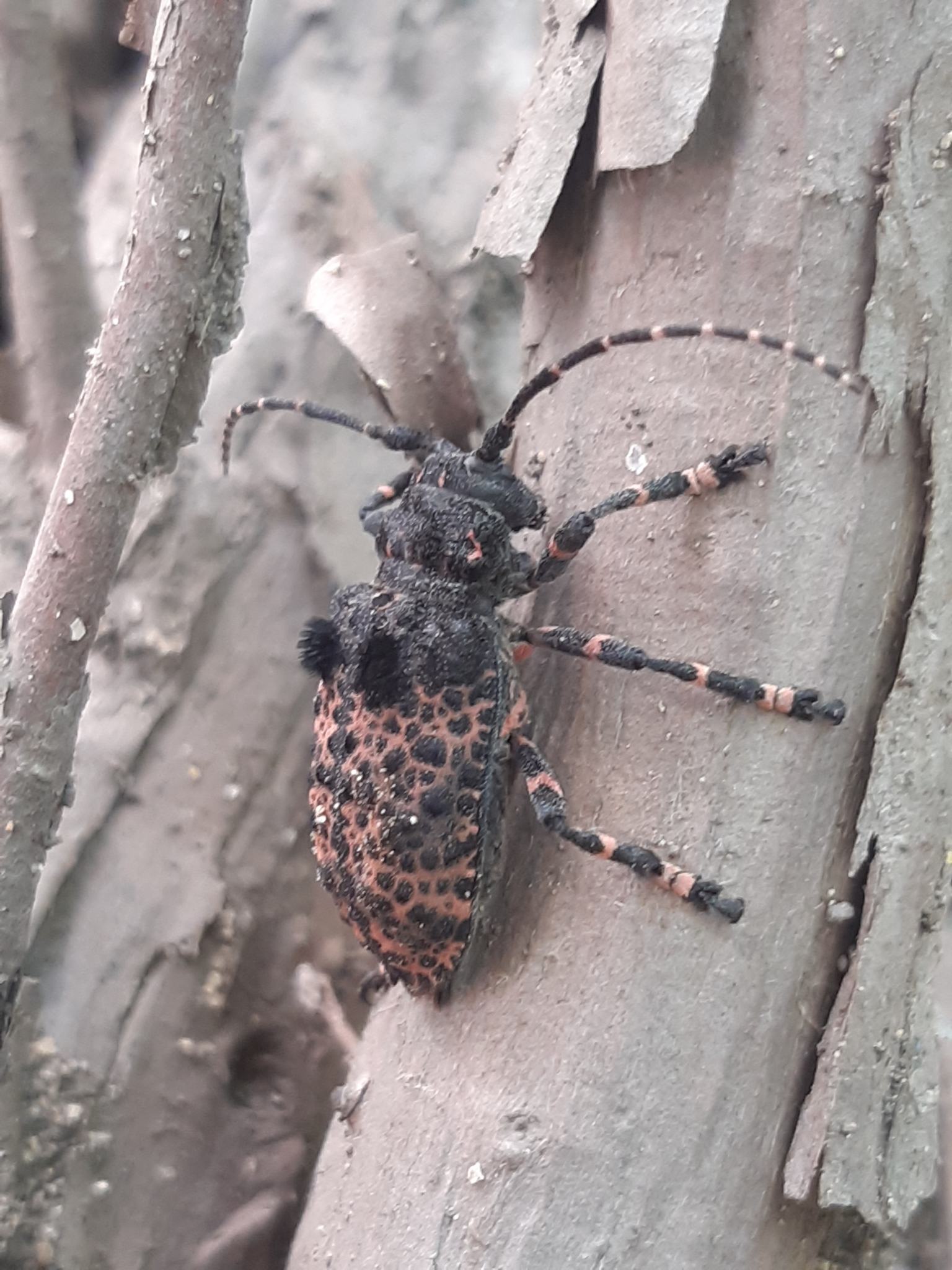 Moechotypa diphysis