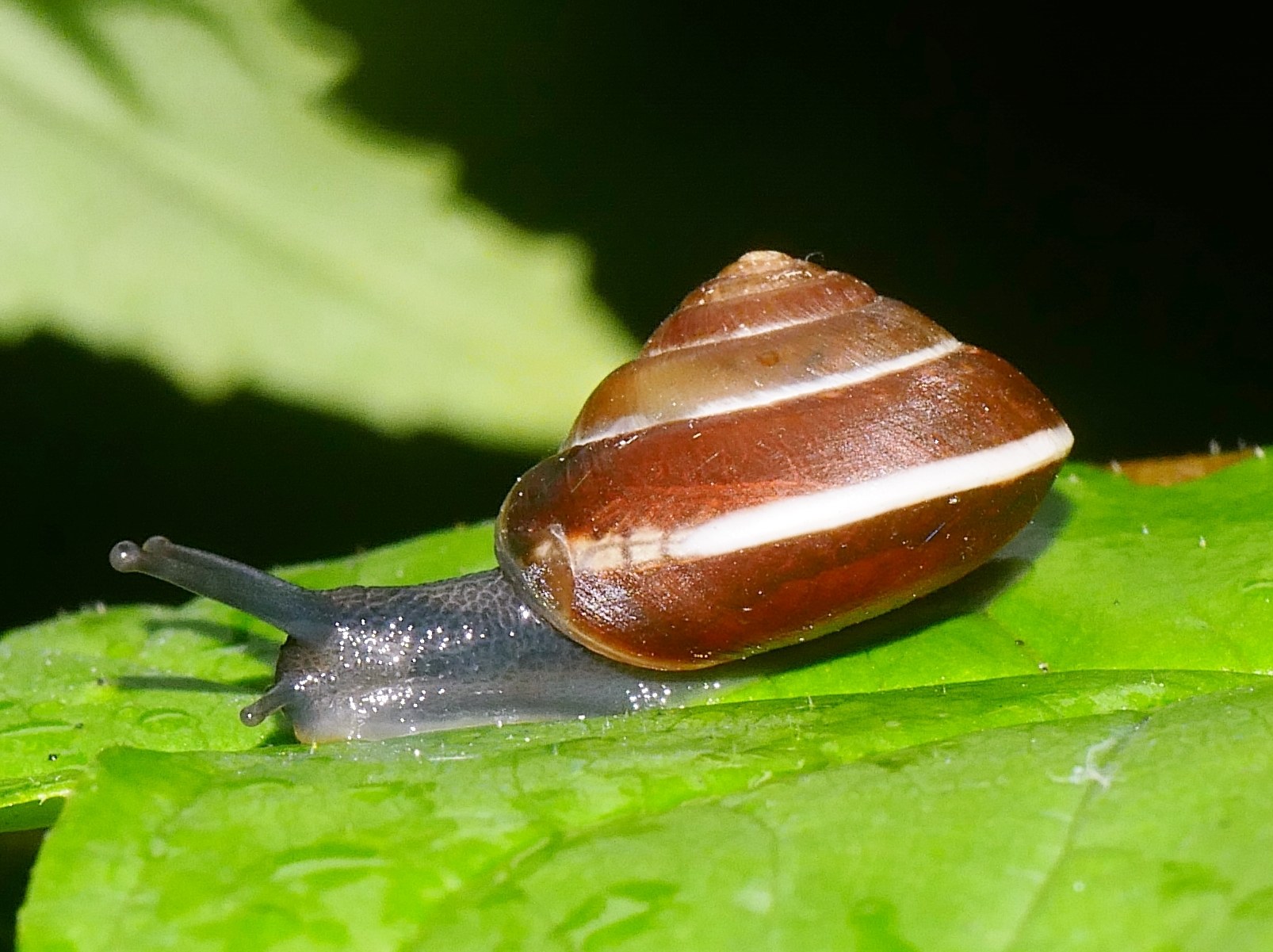 Hygromia cinctella