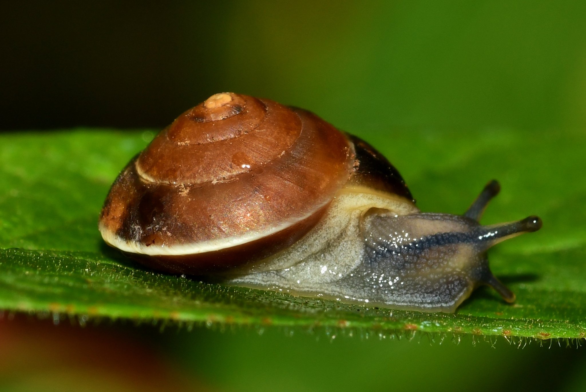 Hygromia cinctella