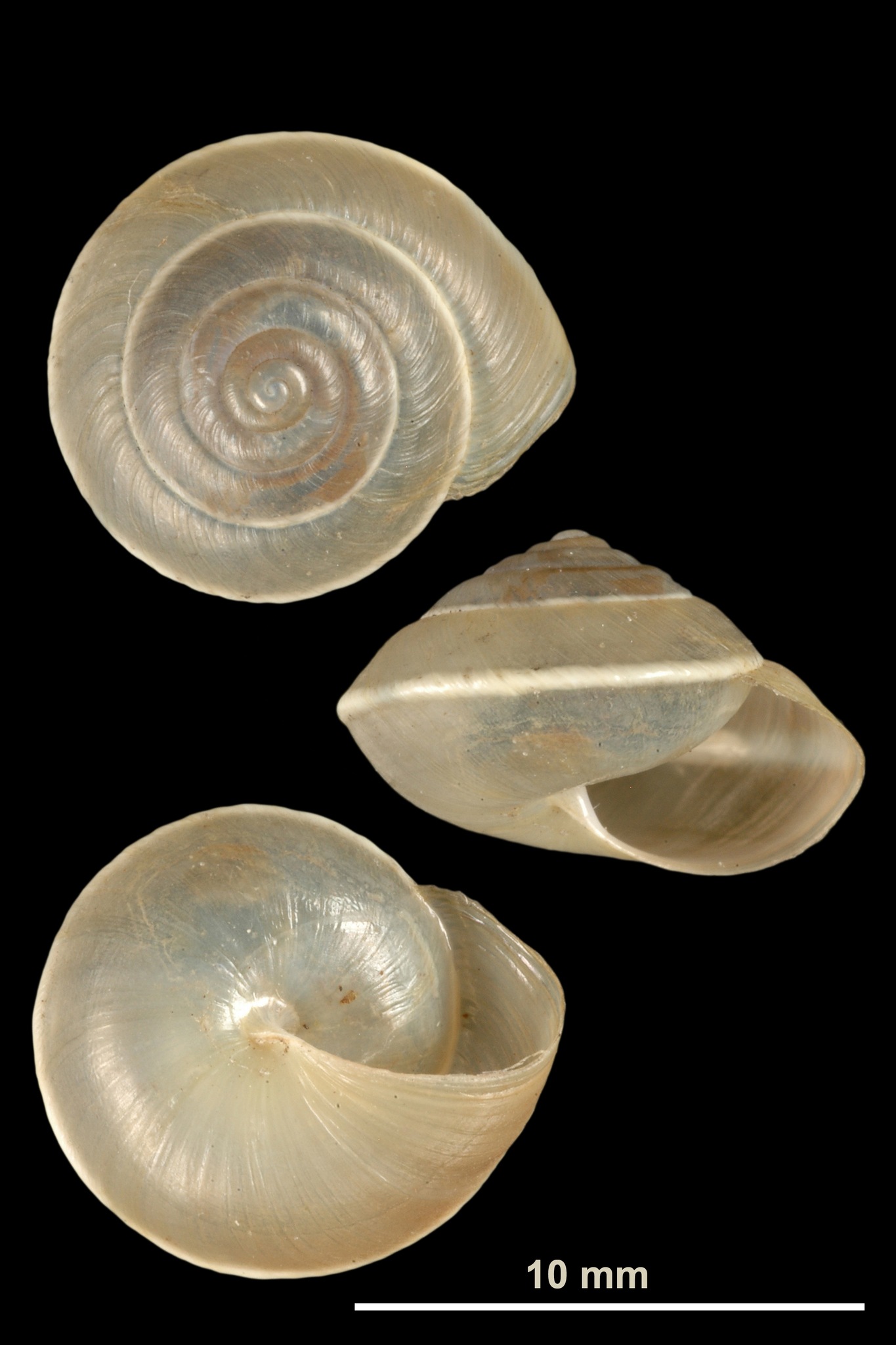 Hygromia cinctella