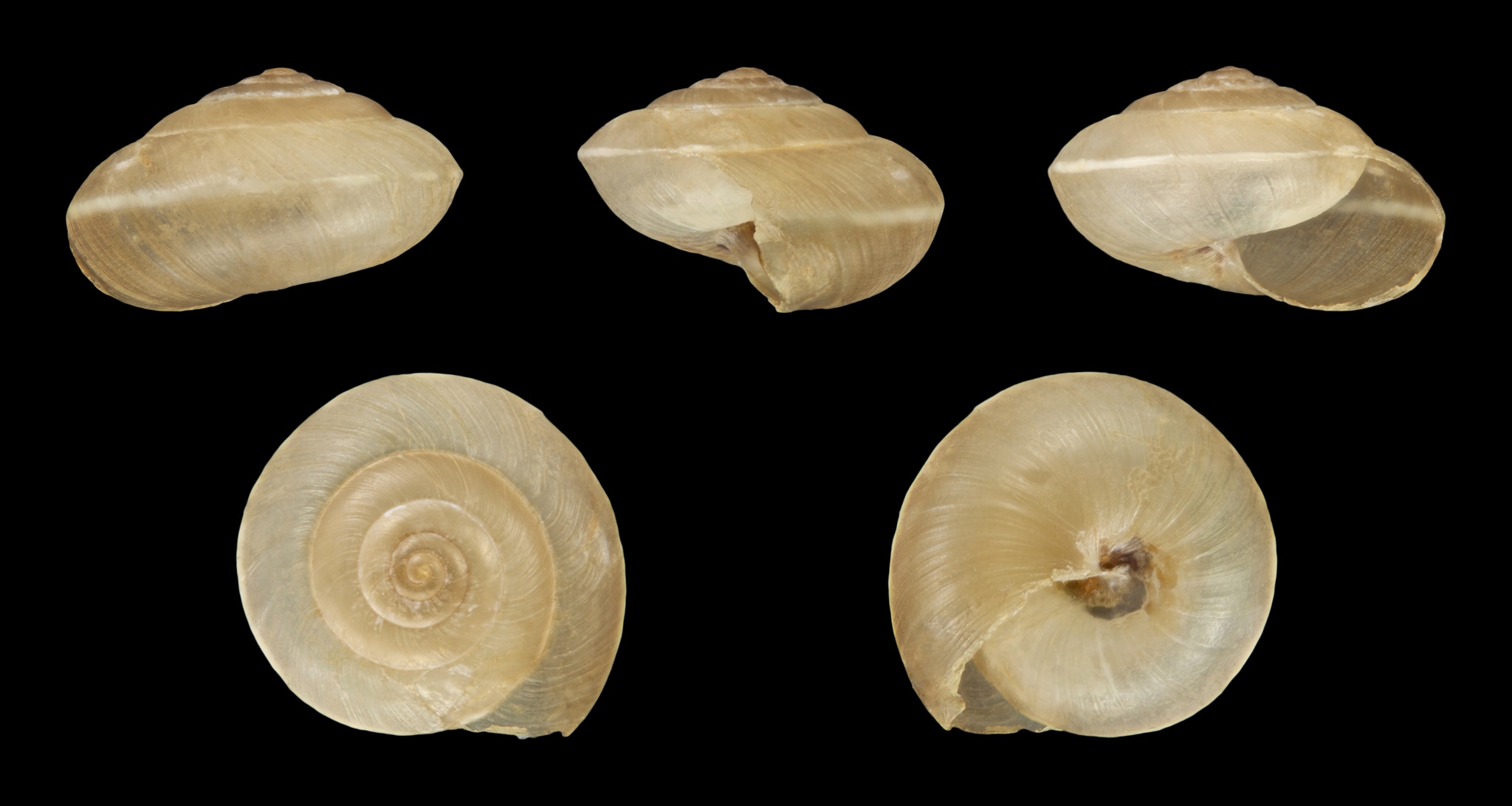 Hygromia cinctella