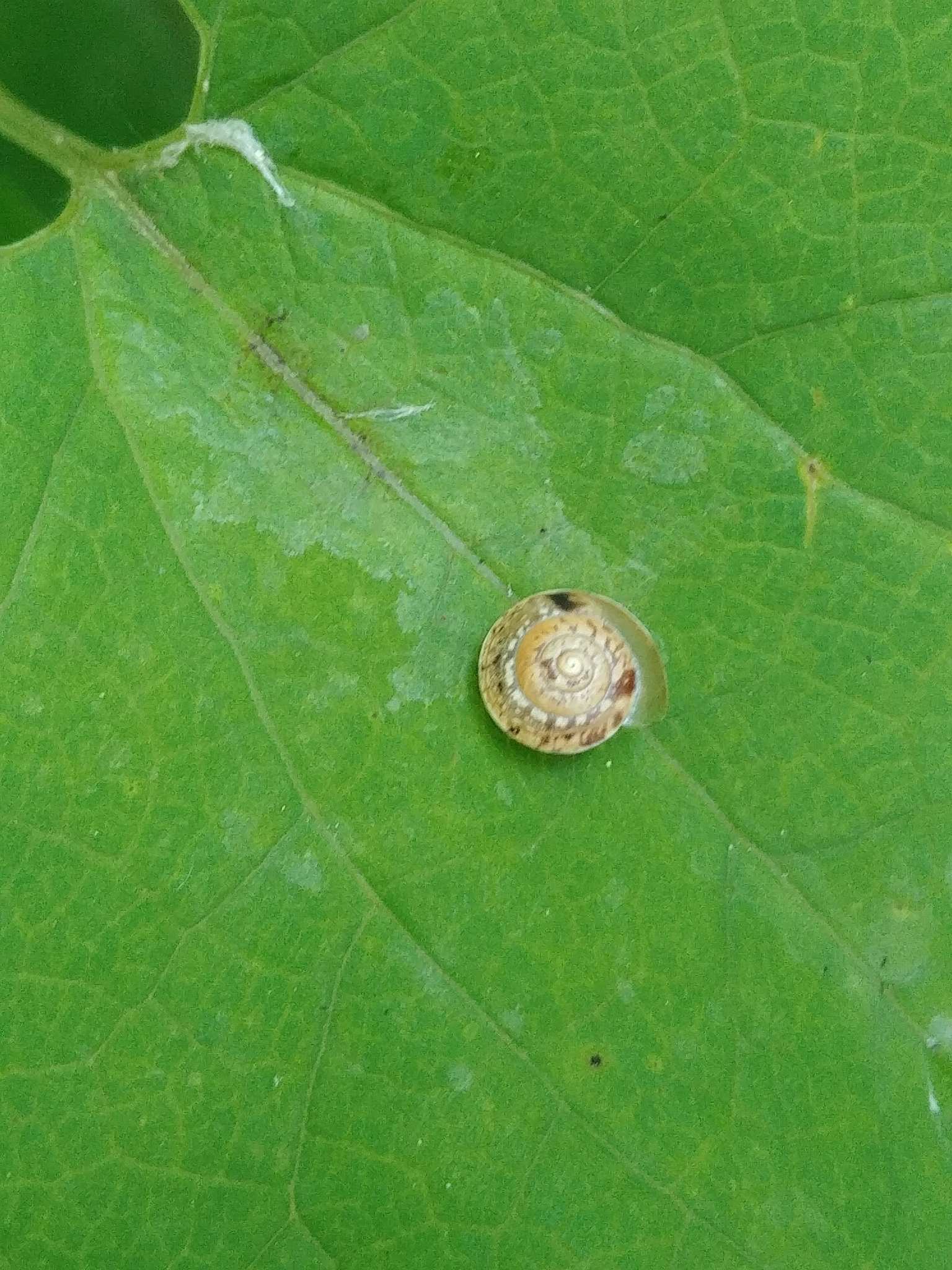 Hygromia cinctella
