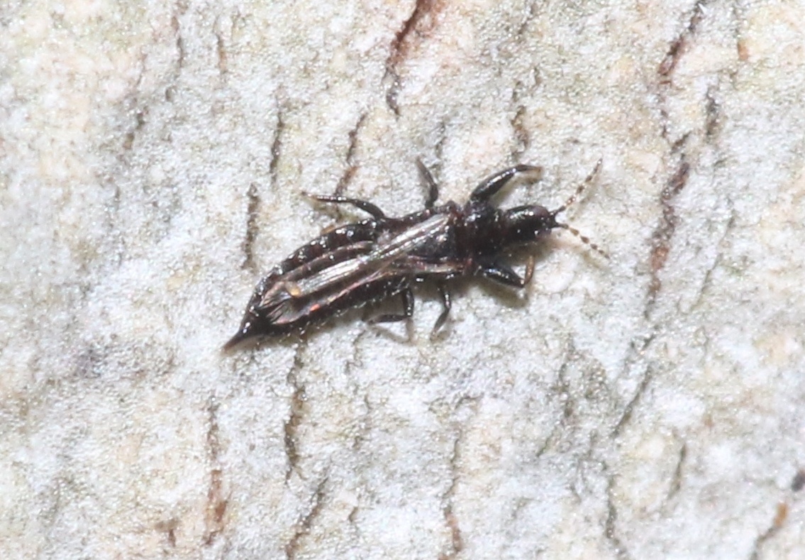 Hoplandrothrips