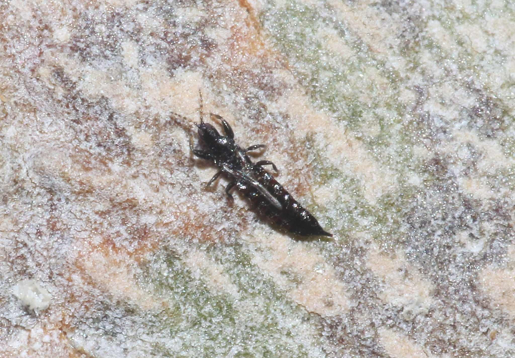 Hoplandrothrips