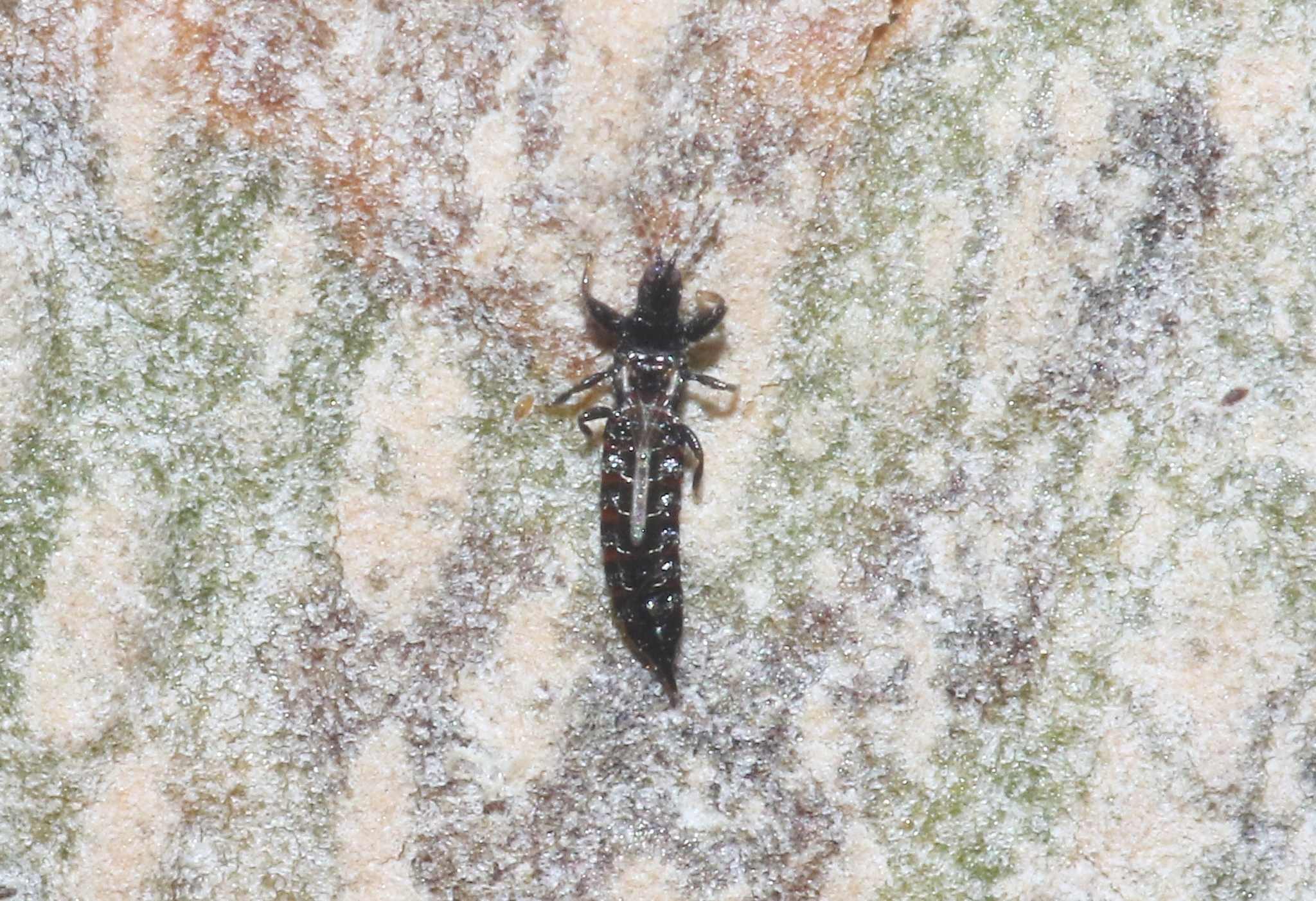Hoplandrothrips