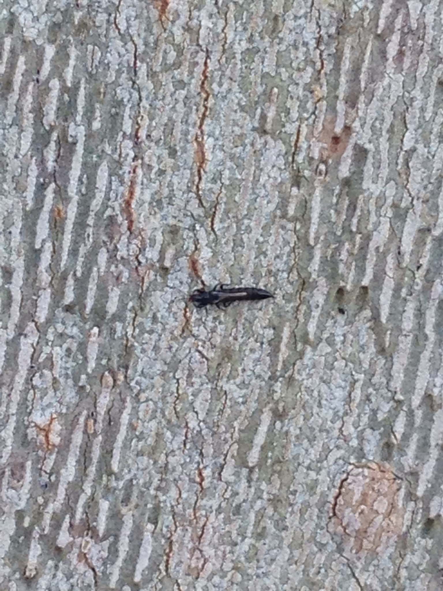 Hoplandrothrips