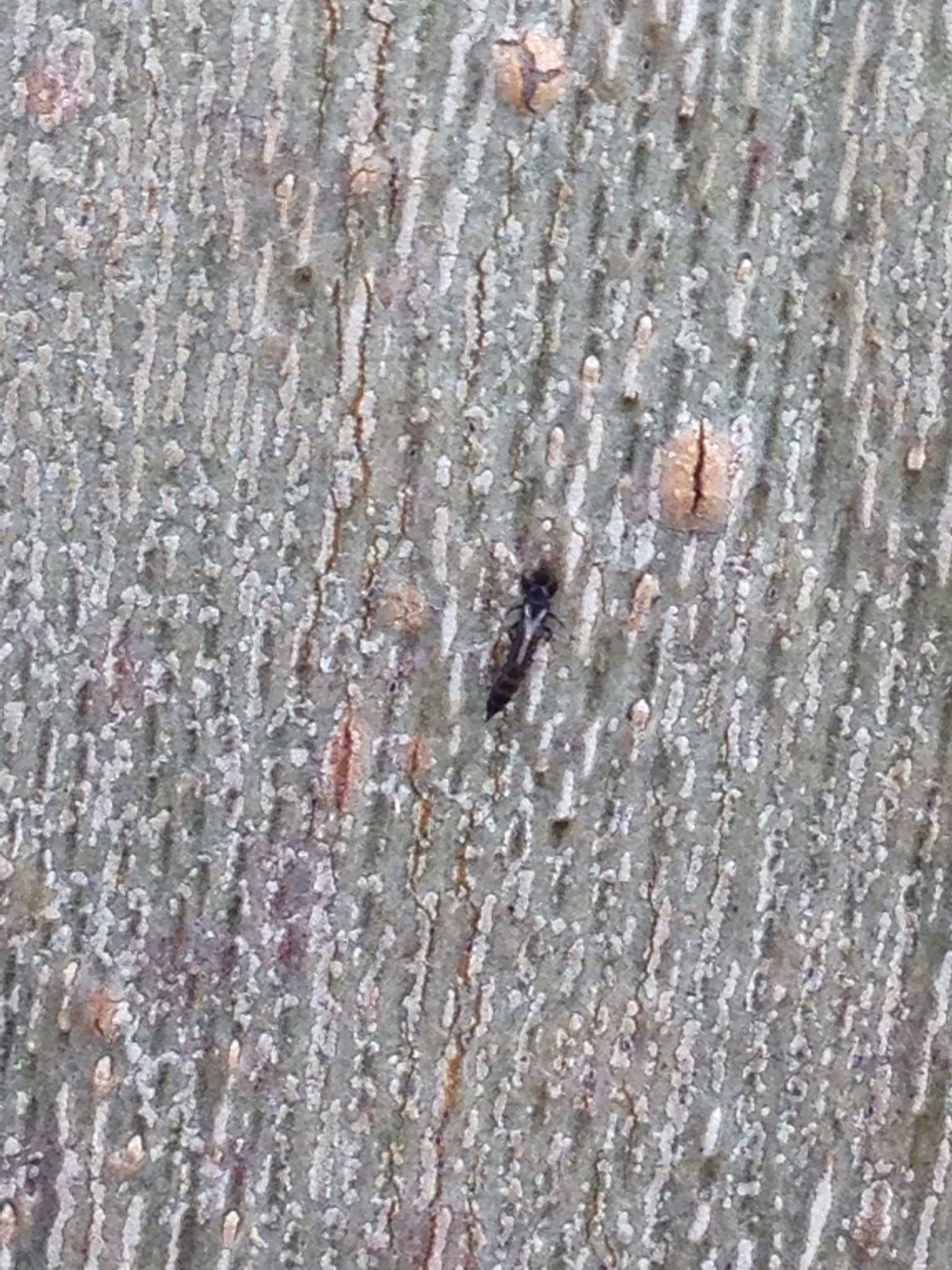 Hoplandrothrips