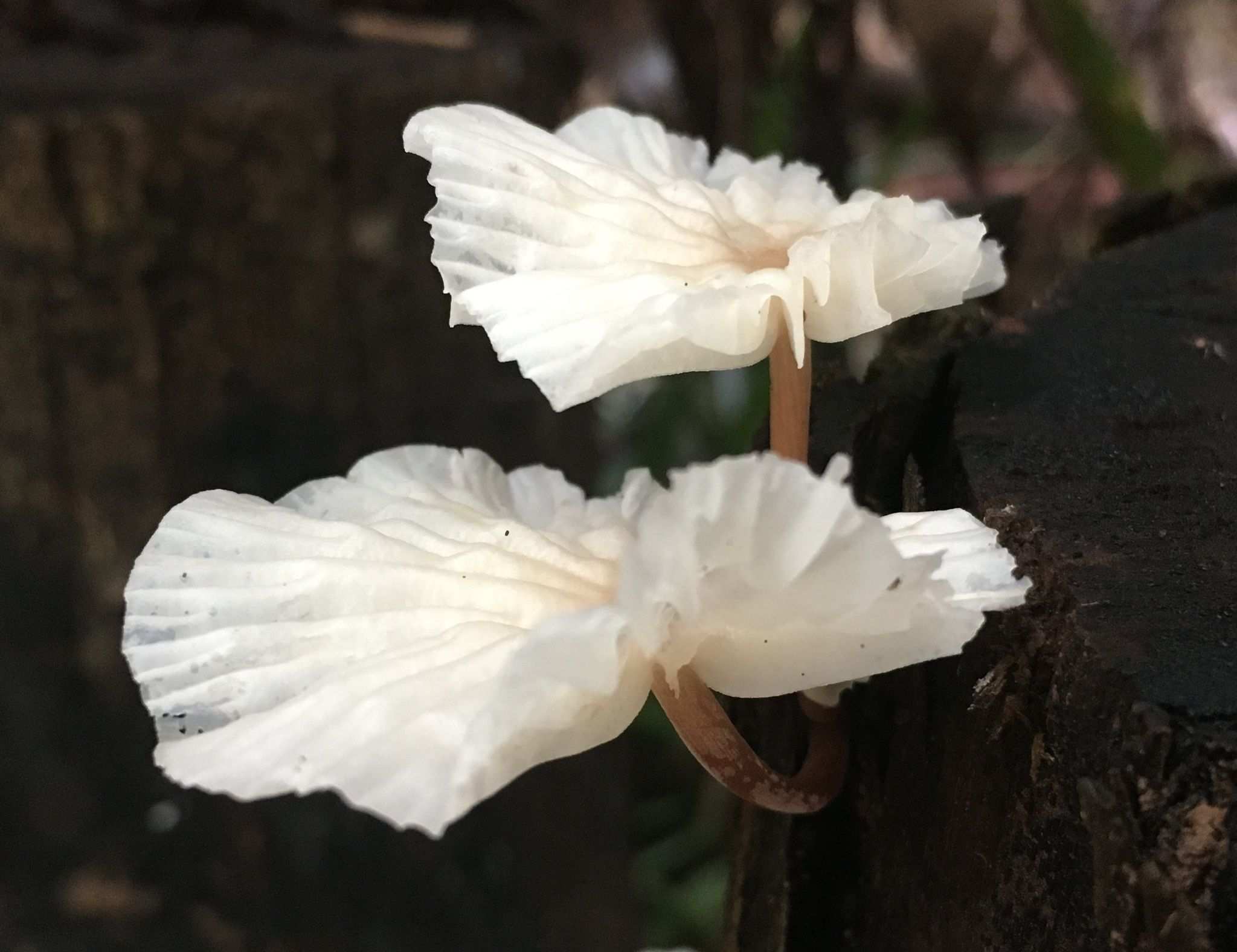 Paramarasmius palmivorus