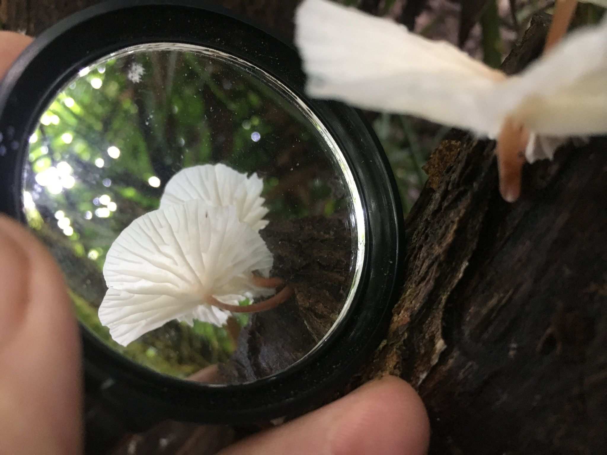 Paramarasmius palmivorus