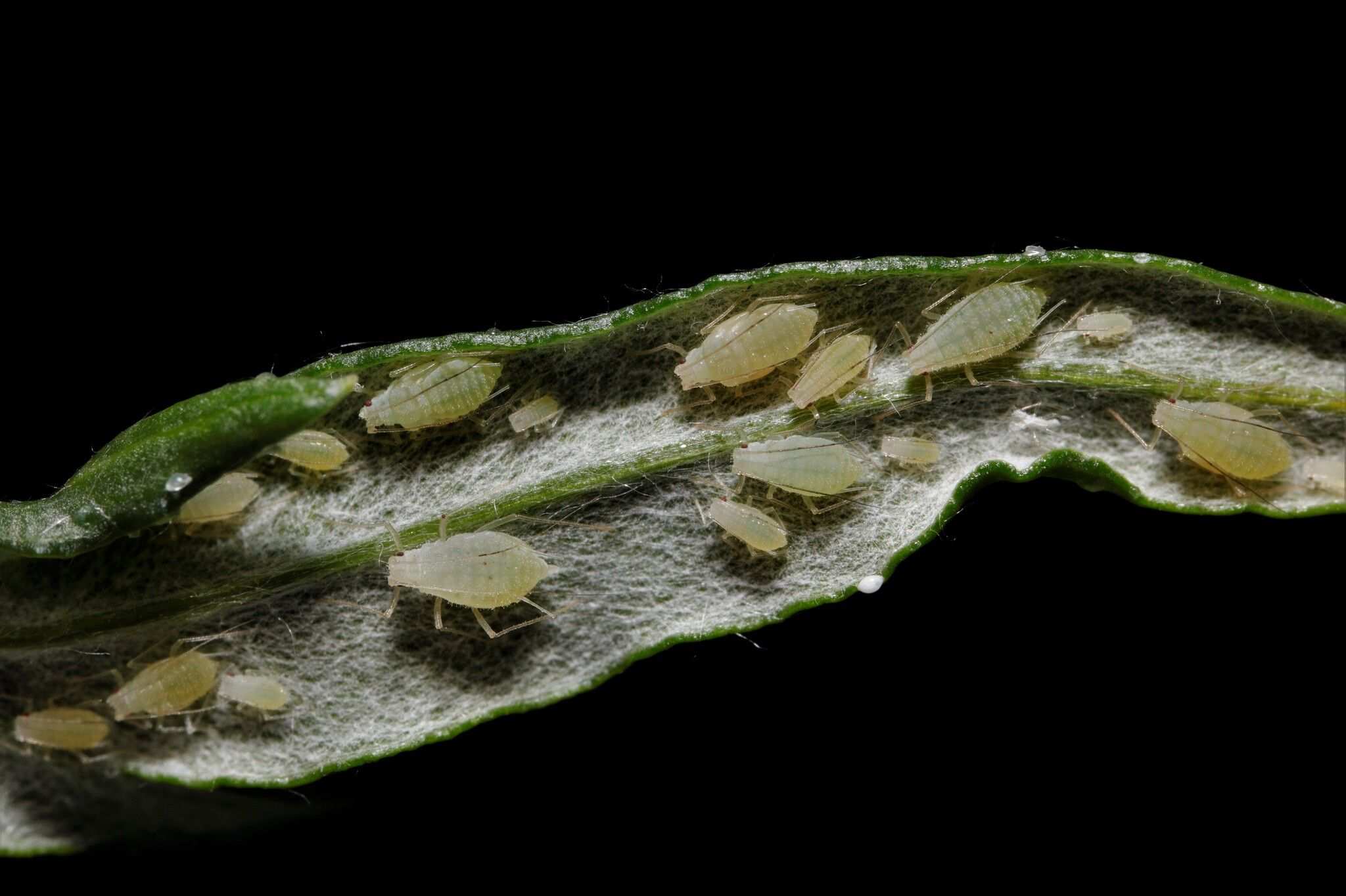 Pleotrichophorus