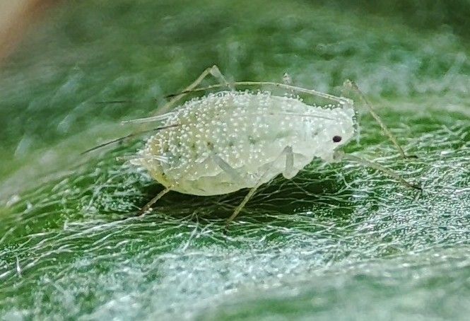 Pleotrichophorus