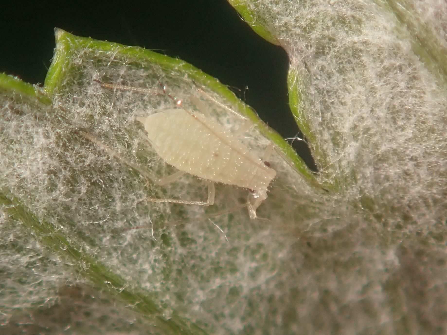 Pleotrichophorus