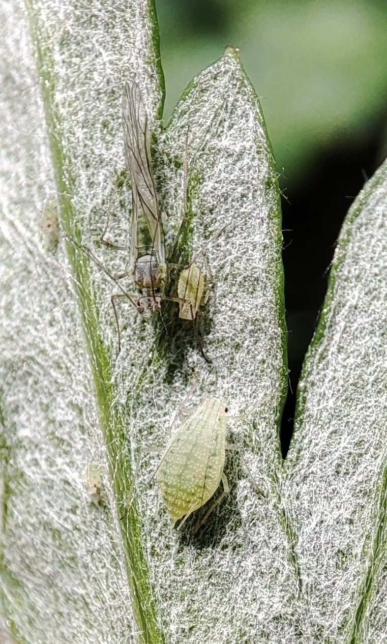 Pleotrichophorus