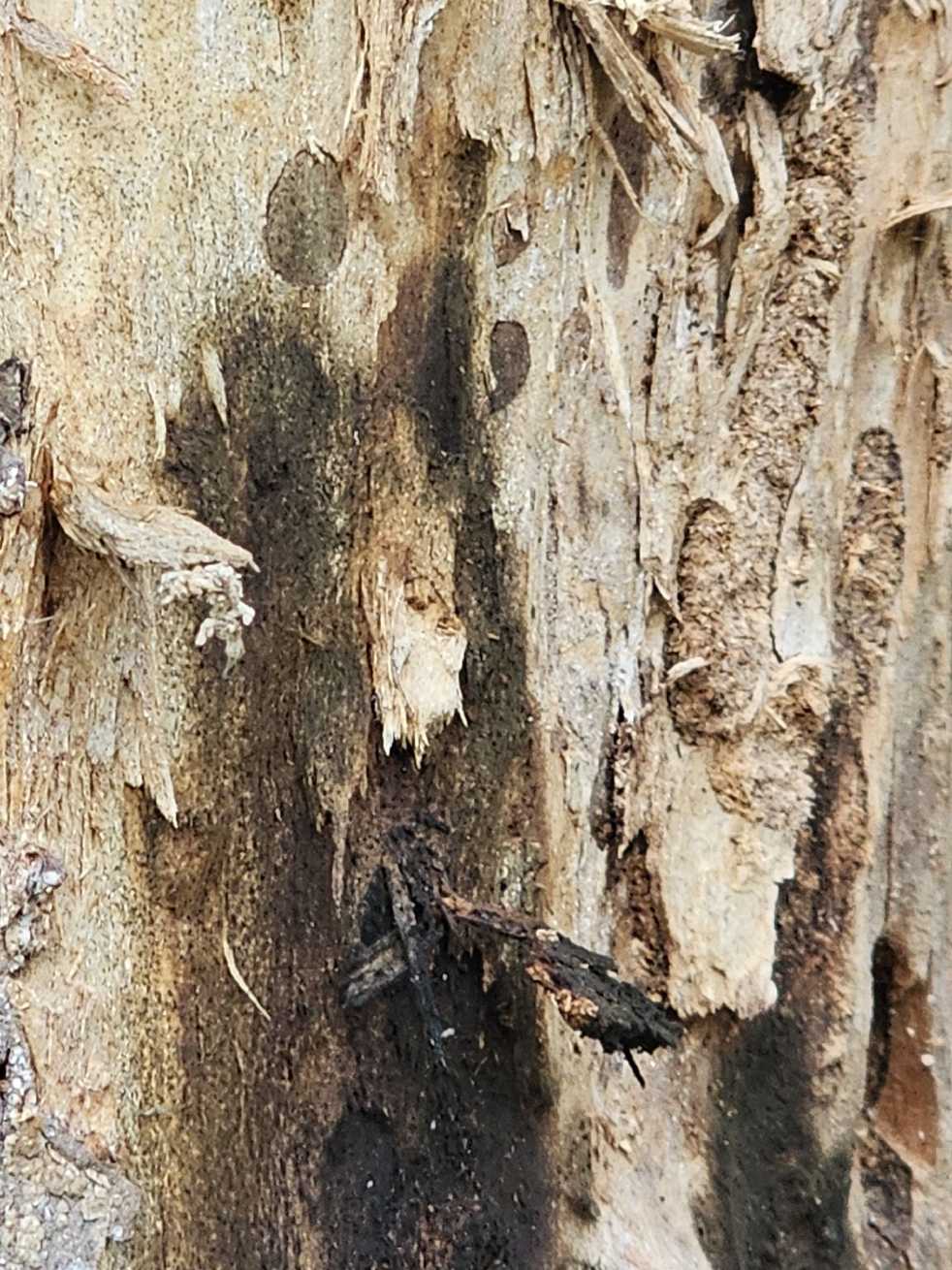 Eutypa lata