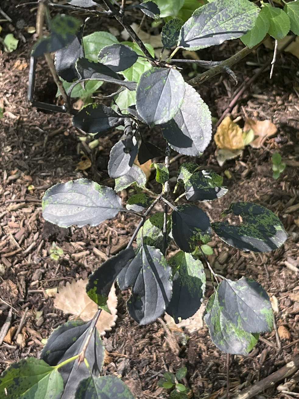 Eutypa lata